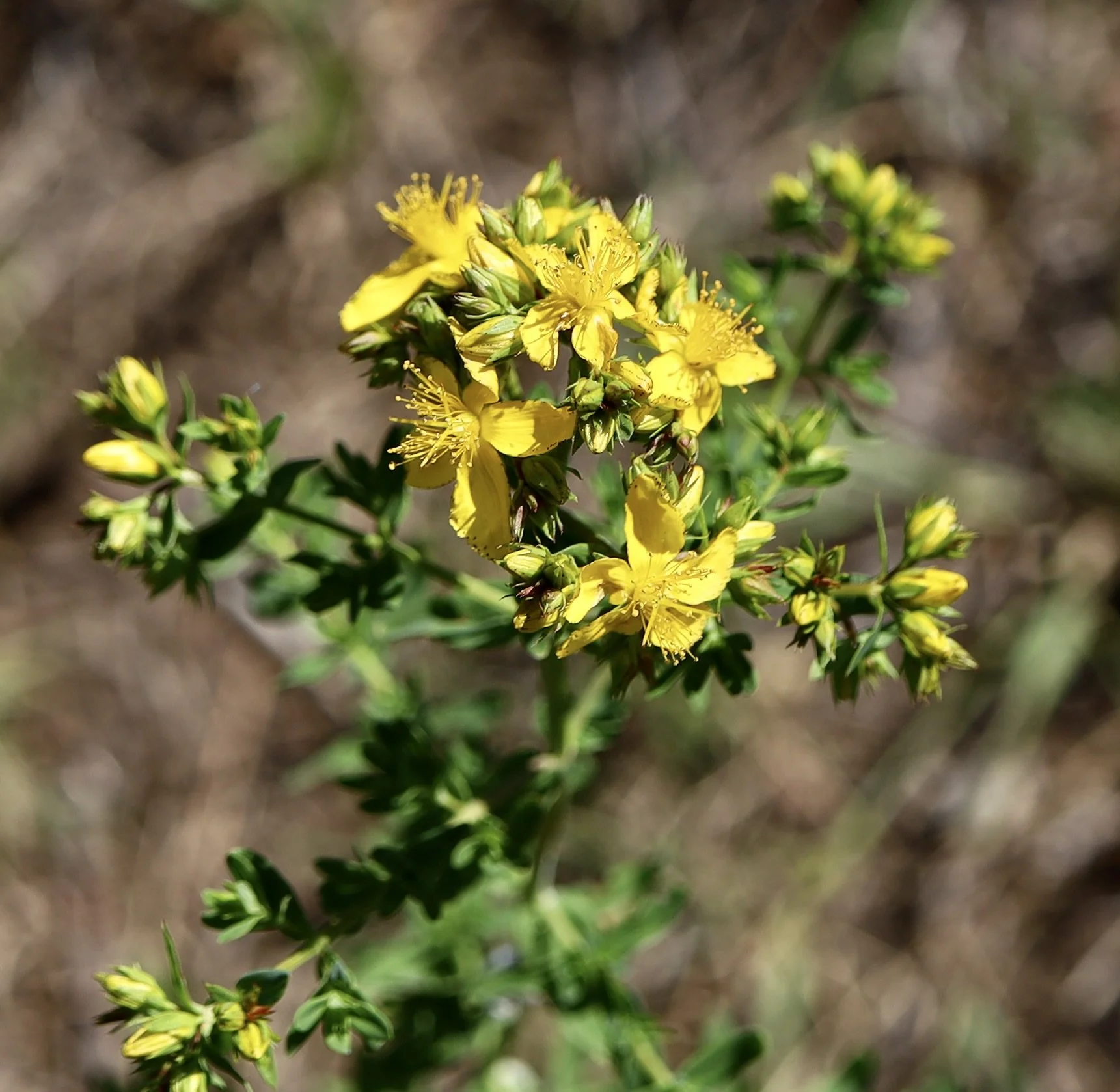 Common St. Johnswort  //  Hypericum perforatum  --  Canyon Vista Trail  7/1/2025