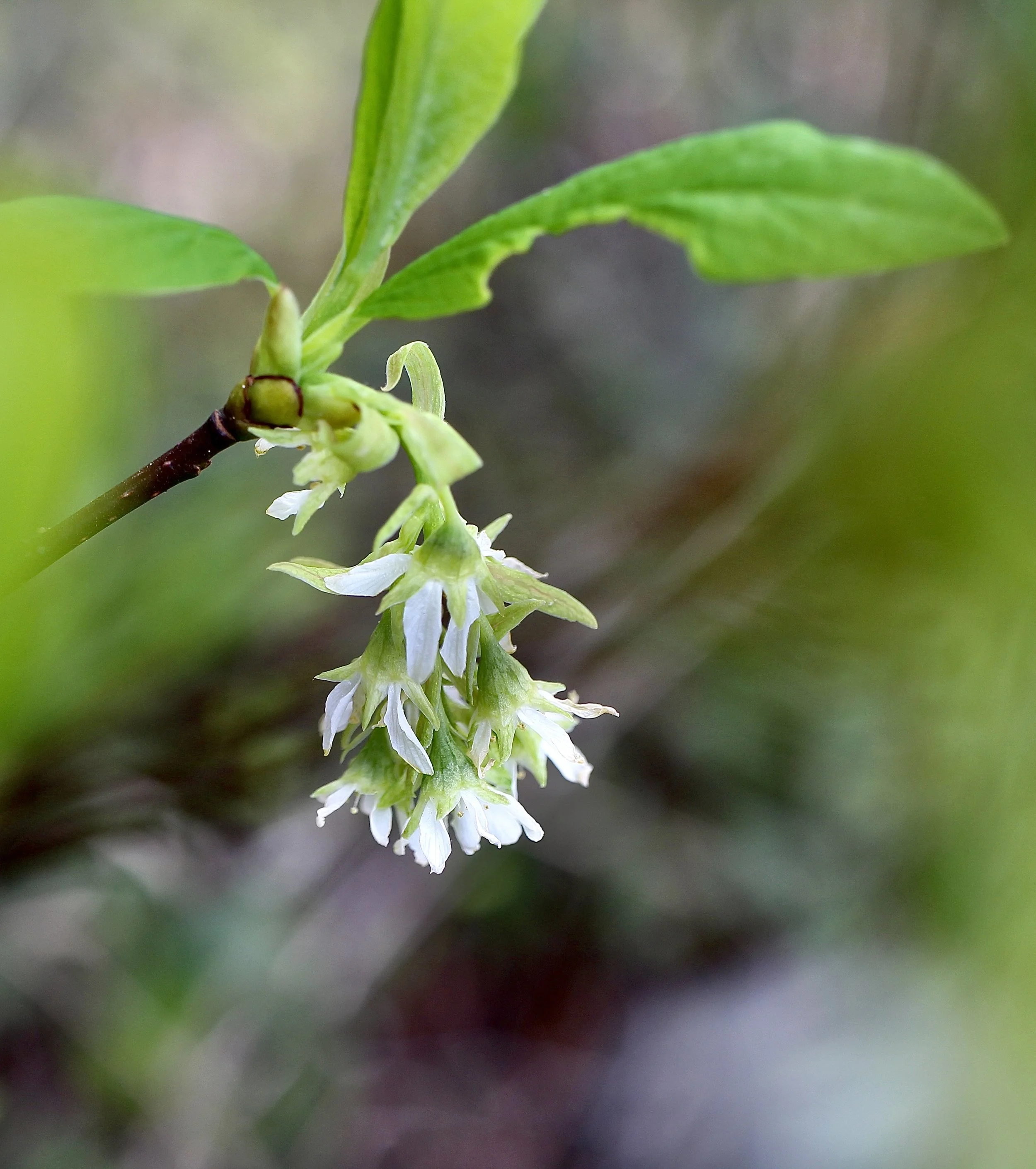 Click on this photo to return to the Shrubs and Small Trees page