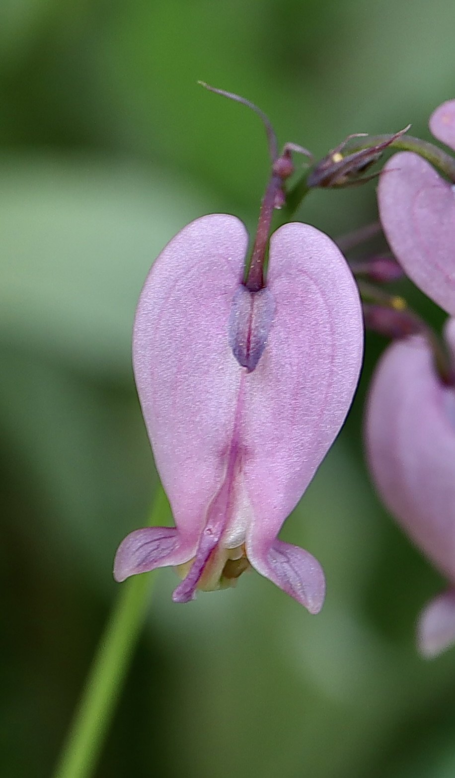bleeding heart close up-ish.JPG