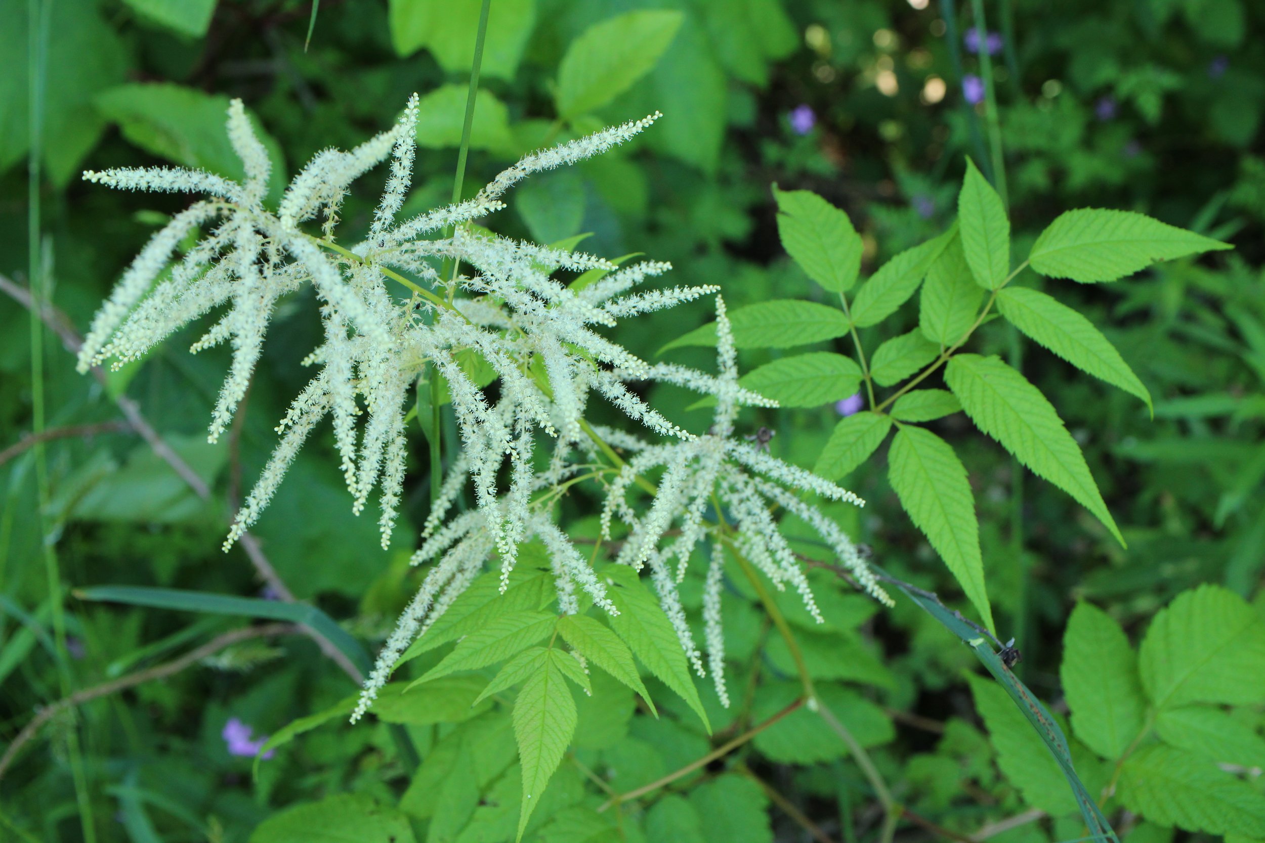 Goat's Beard  //  Aruncus dioicus  --  McCall Point Trail 6/22/2024