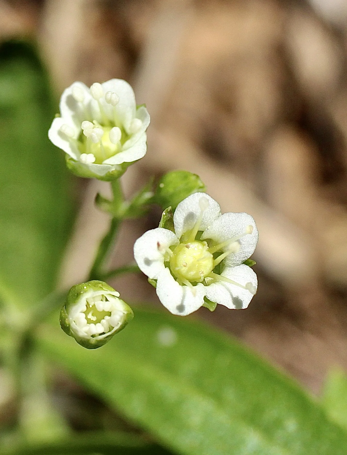Surveyor's Ridge trail, May 17, 2024
