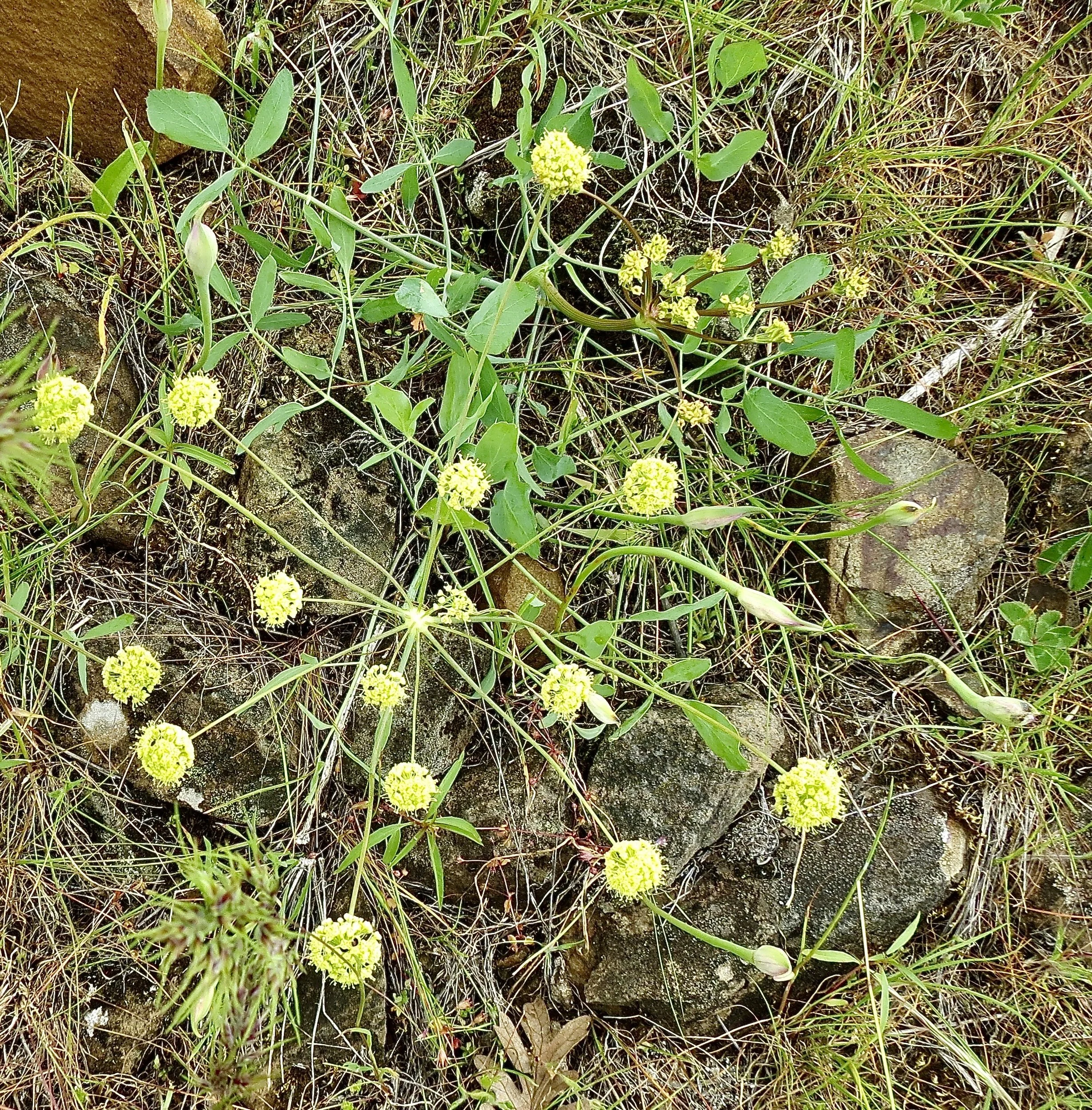 Weldon Wagon Road trail, May 14, 2017