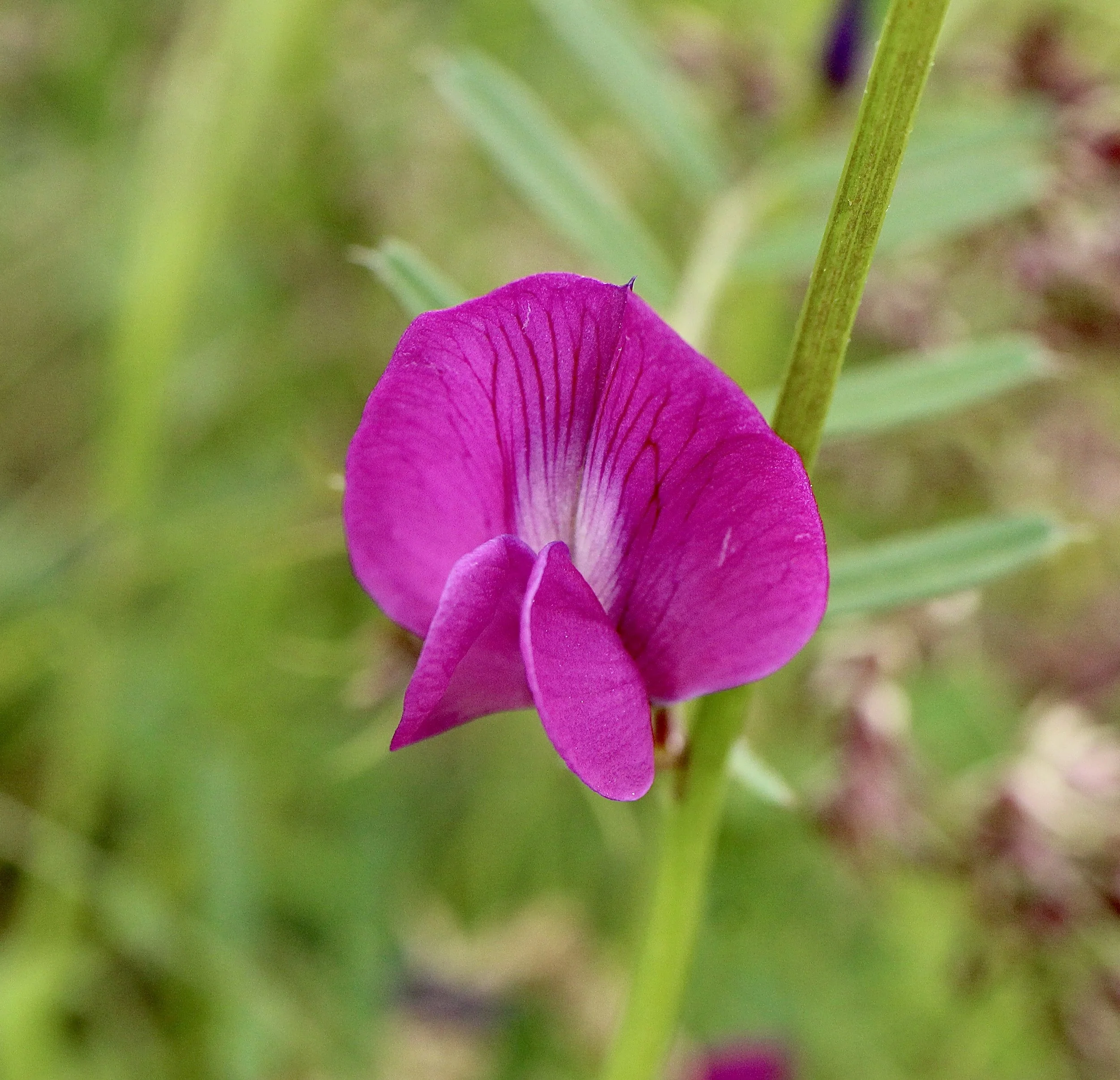 common vetch 2.JPG