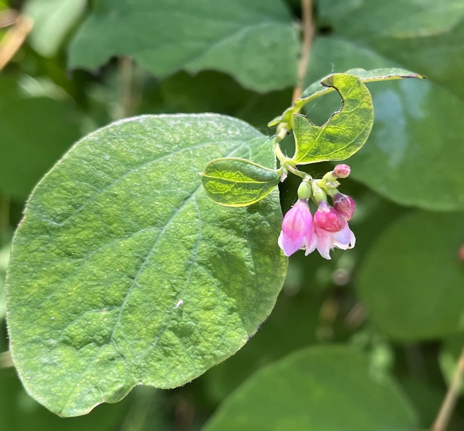 Common Snowberry  //  Symphoricarpos albus  --  McCall Point Trail  6/12/2024