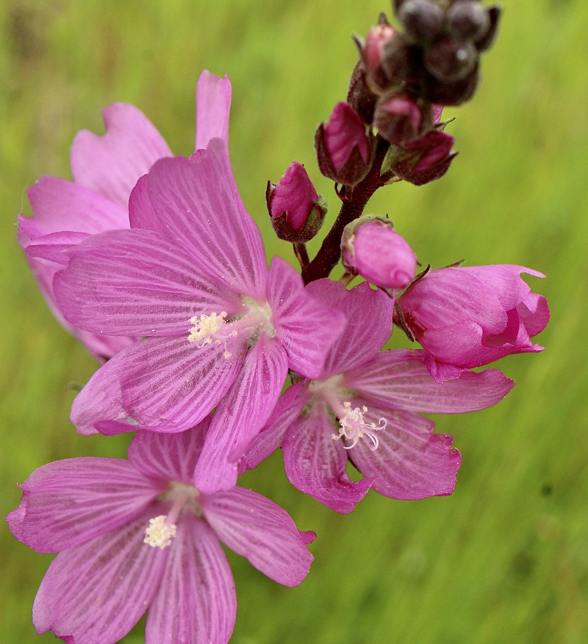 Click on this photo to return to the Red/Pink Wildflowers page