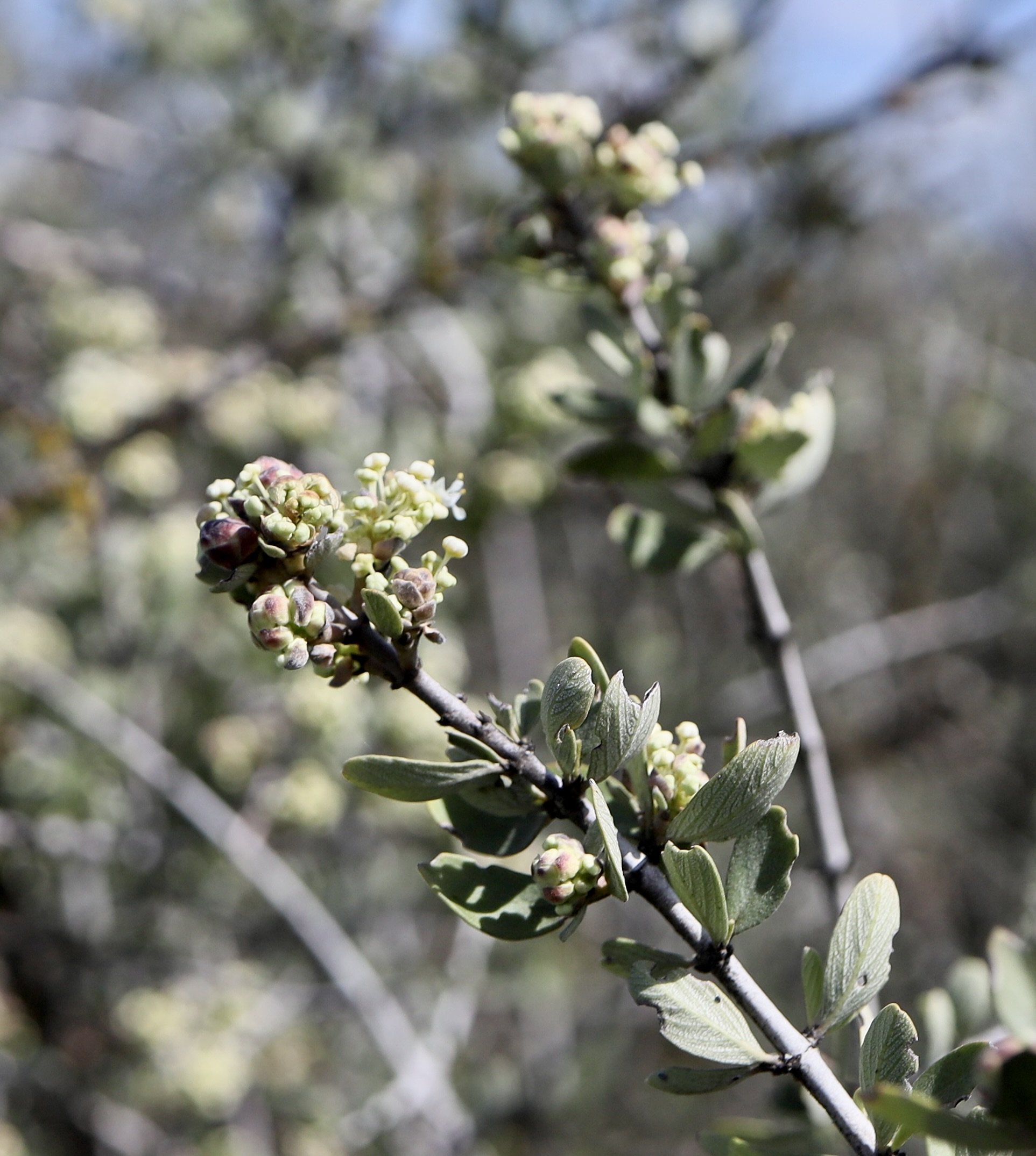 Buckbrush  //  Ceanothus cuneatus  --  Lower Table Rock  4/11/2025