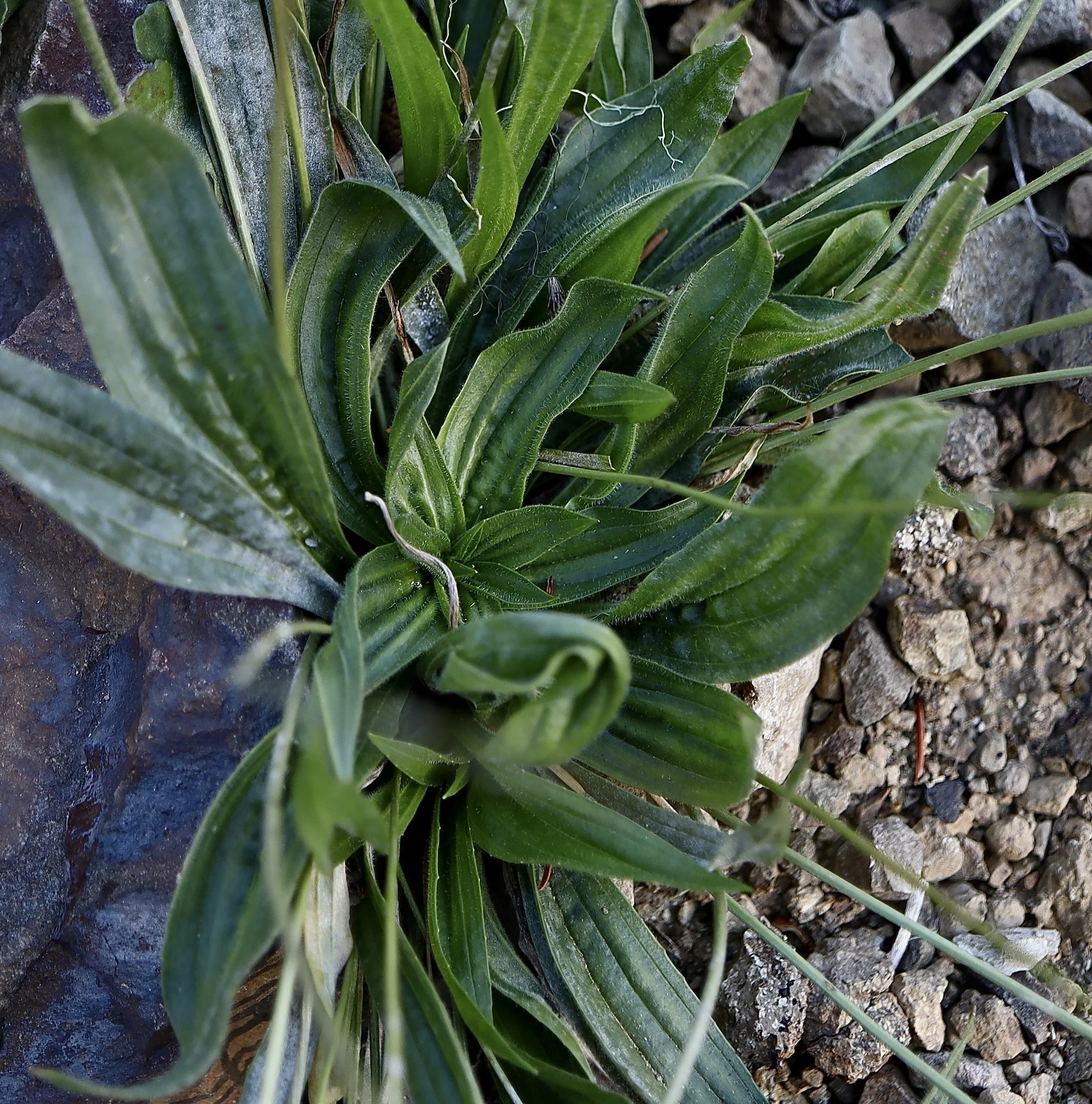 Leaves of English Plantain, overlook along FS 23, Gifford Pinchot National Forest, October 21, 2026