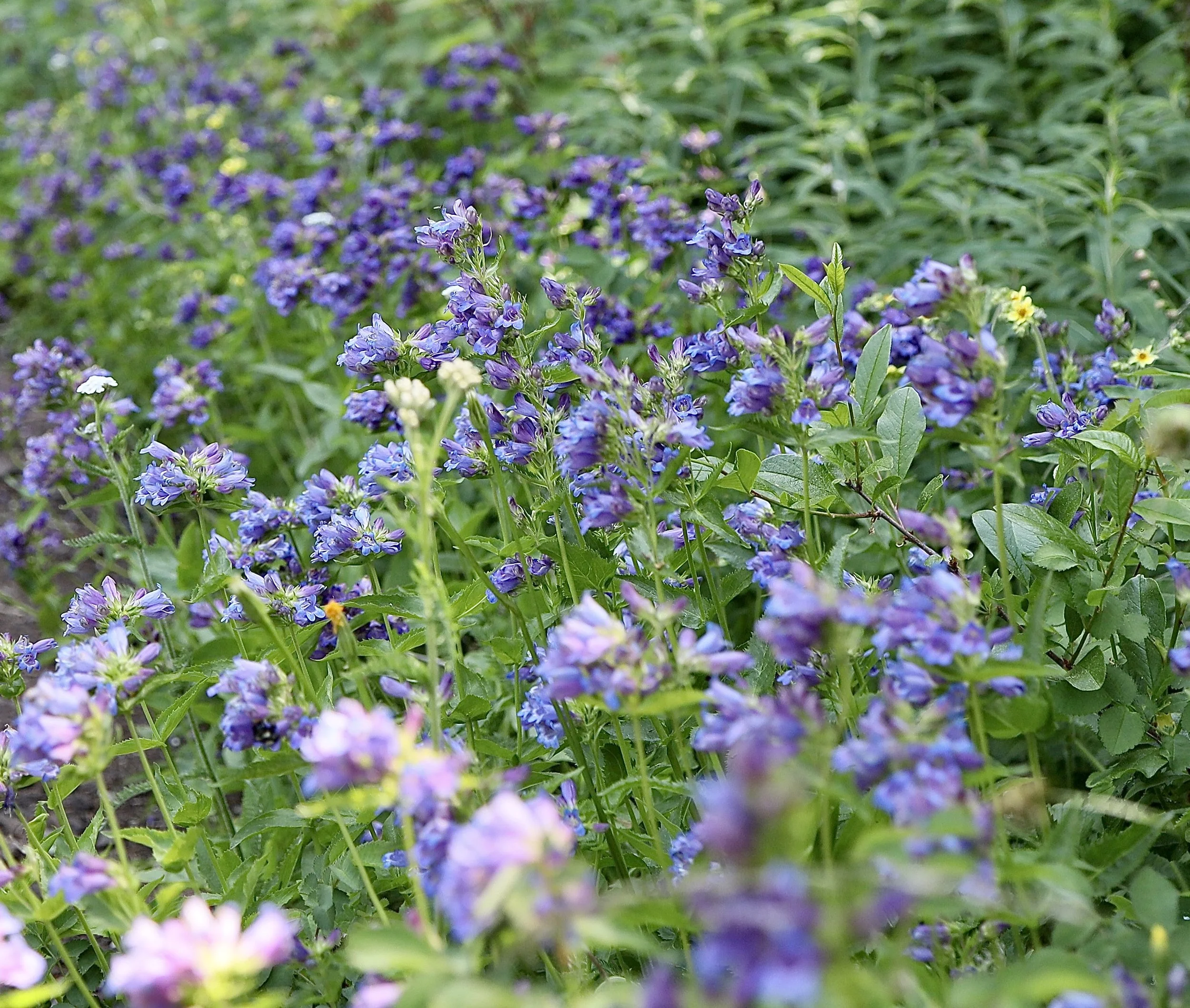 field of blue - cascades penstemon.jpeg