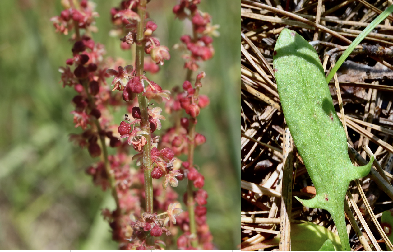 Sheep Sorrel  //  Rumex acetosella  --  Camassia Nature Preserve  5/18/2026
