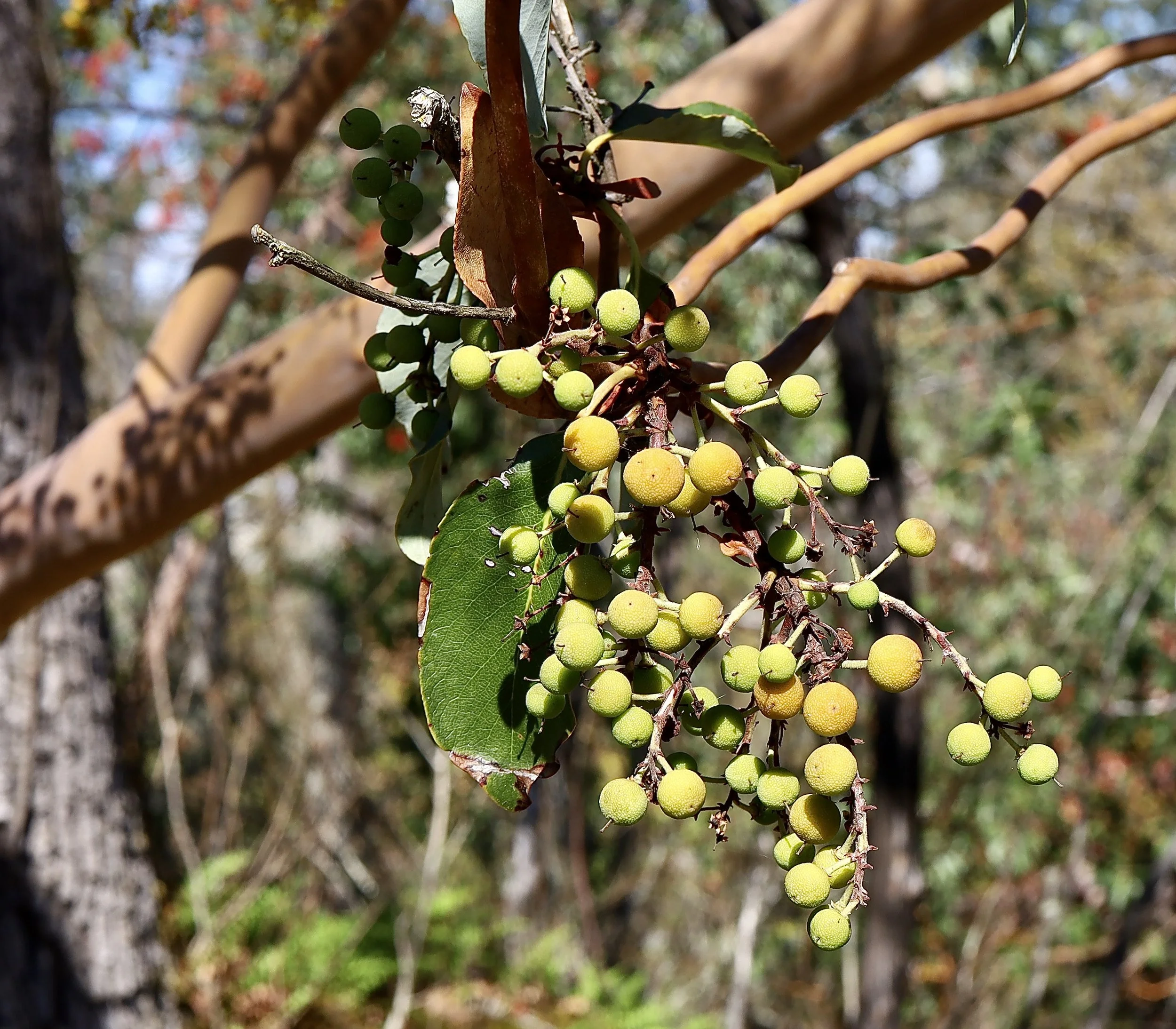 Pacific Madrone berries, Camassia Nature Preserve, October 2, 2026