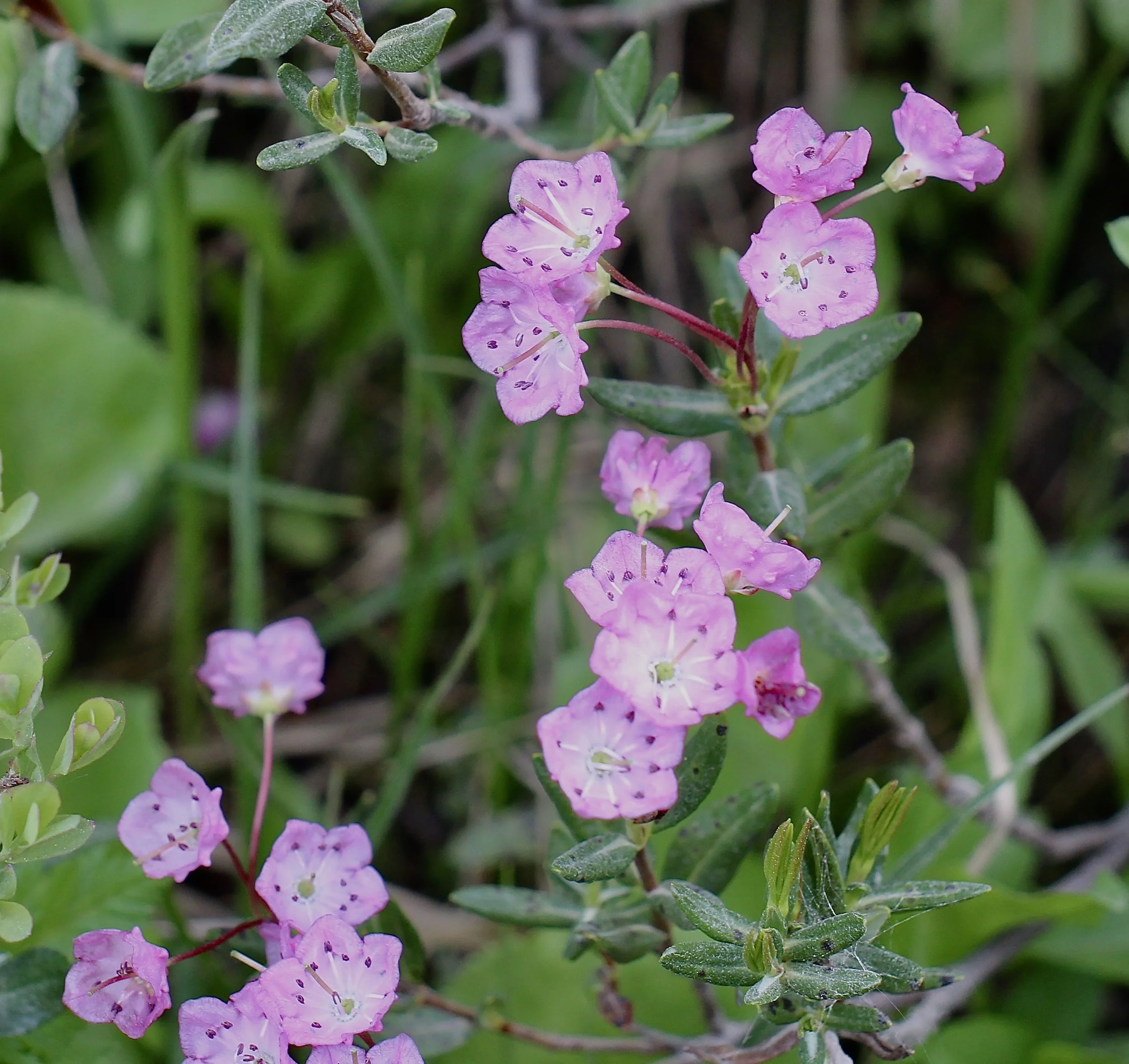 Bog Laurel  //  Kalmia microphylla  --  Marhsy area near Babyshoe Pass  7/26/2022