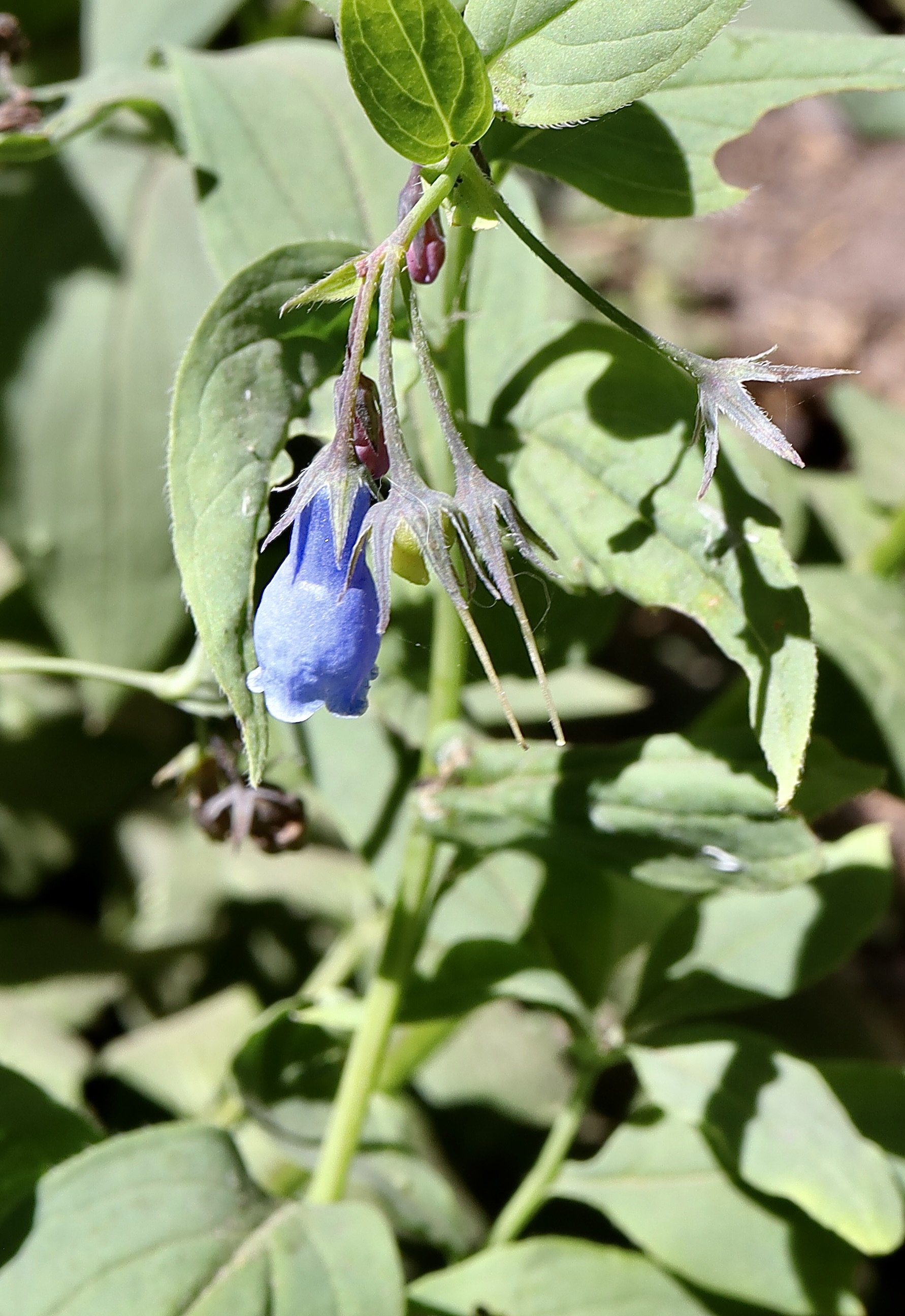 Tall Lungwort  //  Mertensia paniculata  --  Umbrella Falls trail  7/30/2026