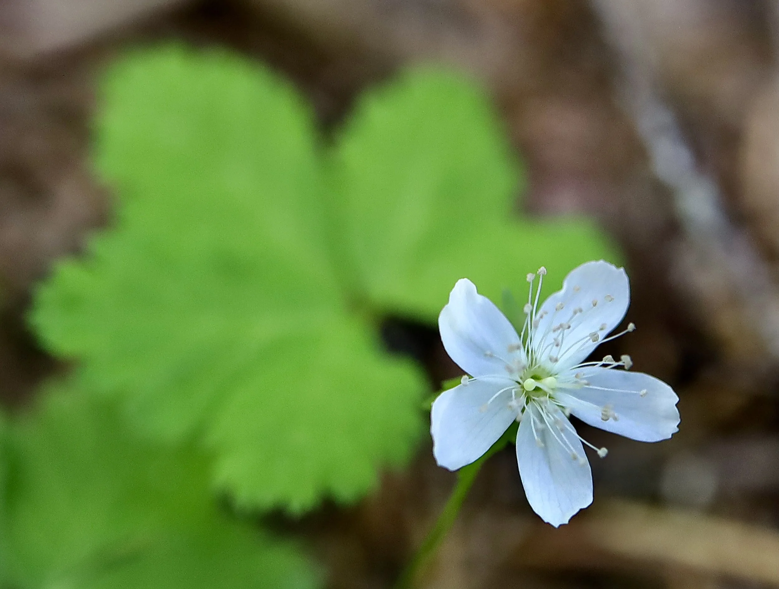 Dwarf Bramble  //  Rubus lasiococcus  --  Placid Lake 6/17/2026