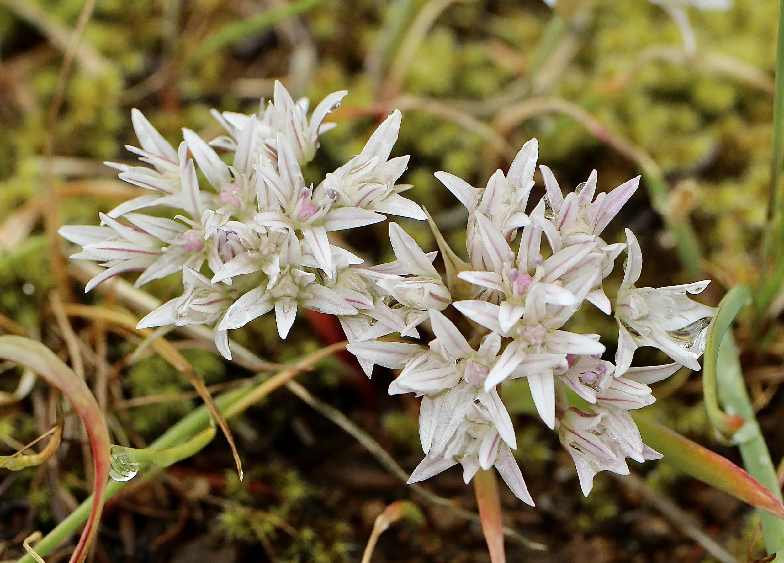 scalloped onion 1.JPG