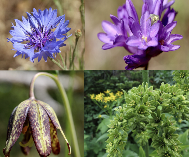 Blue / Purple / Brown / Green Wildflowers