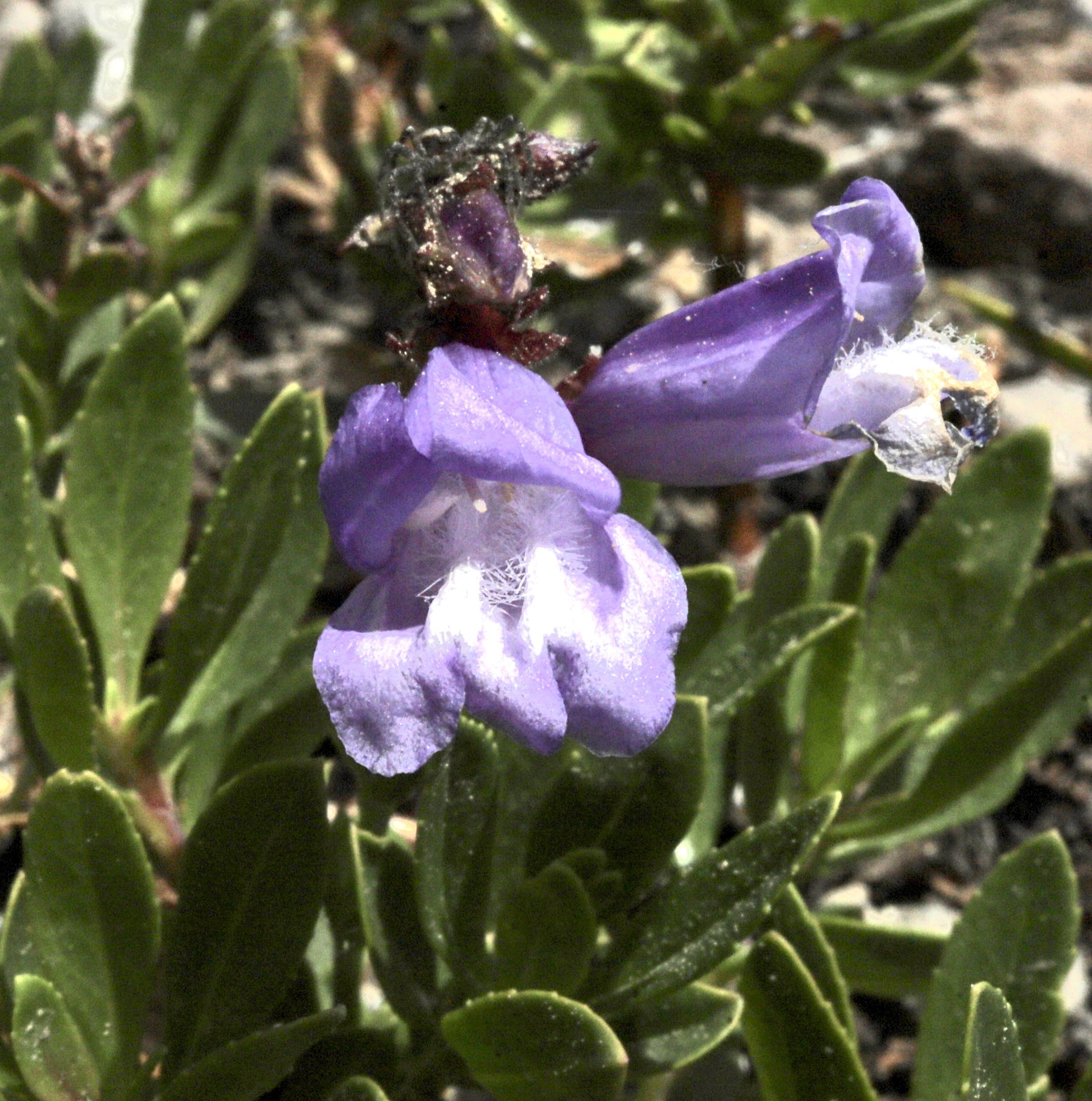 Click on this photo to return to the Blue/Purple/Brown/Green Wildflowers page
