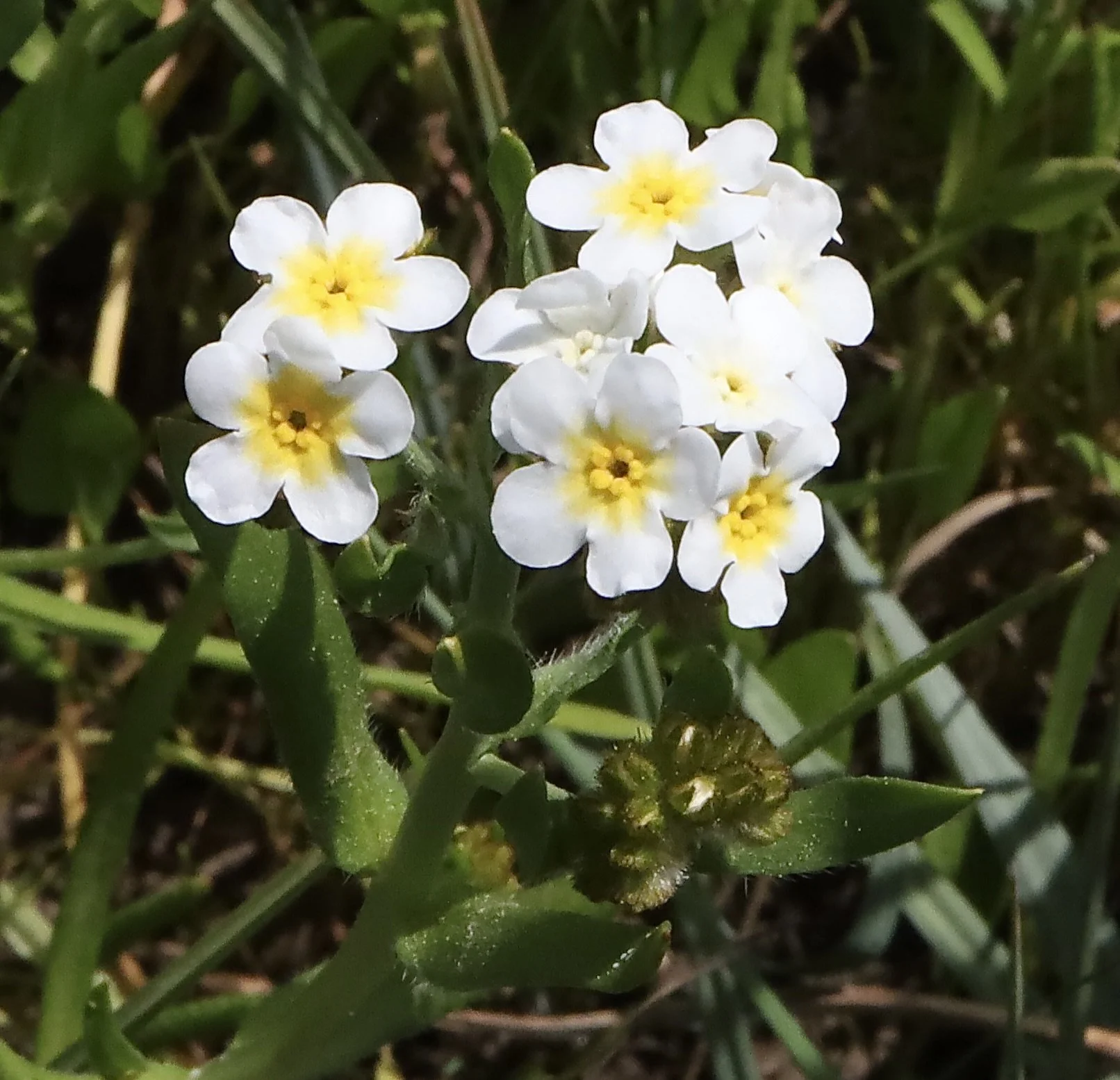 water forget me not 1.JPG
