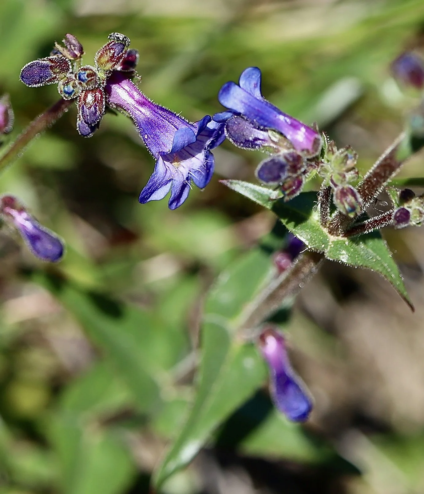 cascades penstemon5.JPG