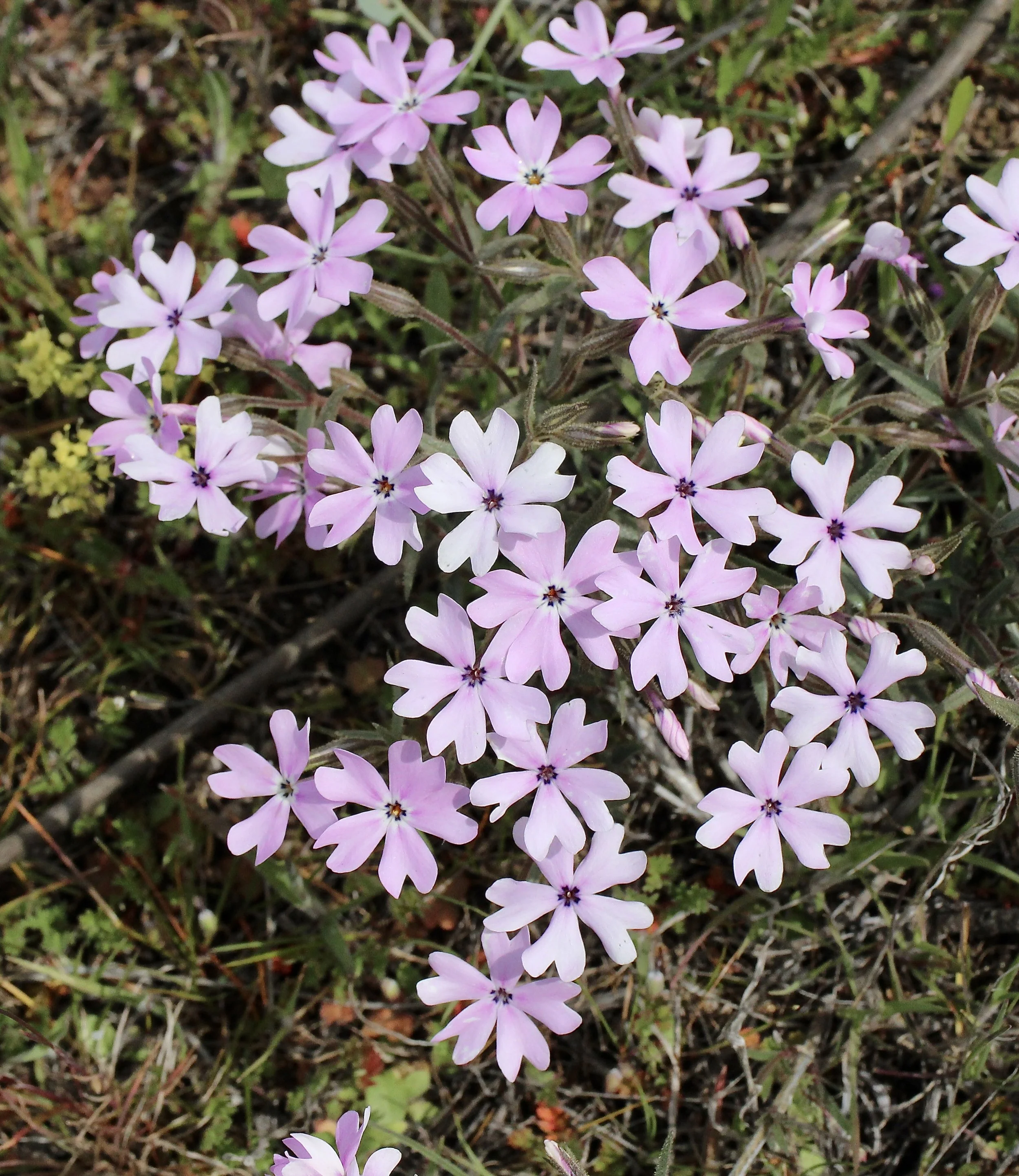 showy phlox.JPG