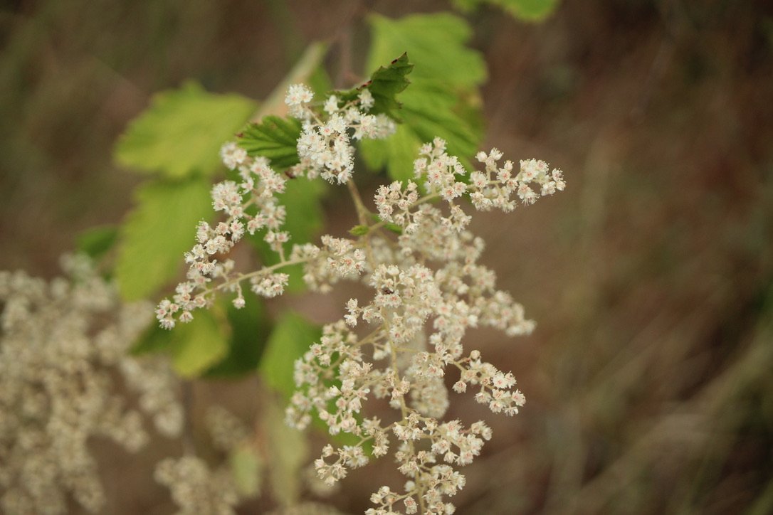 Ocean Spray  //  Holodiscus discolor  --  McCall Point Trail 6/12/2024