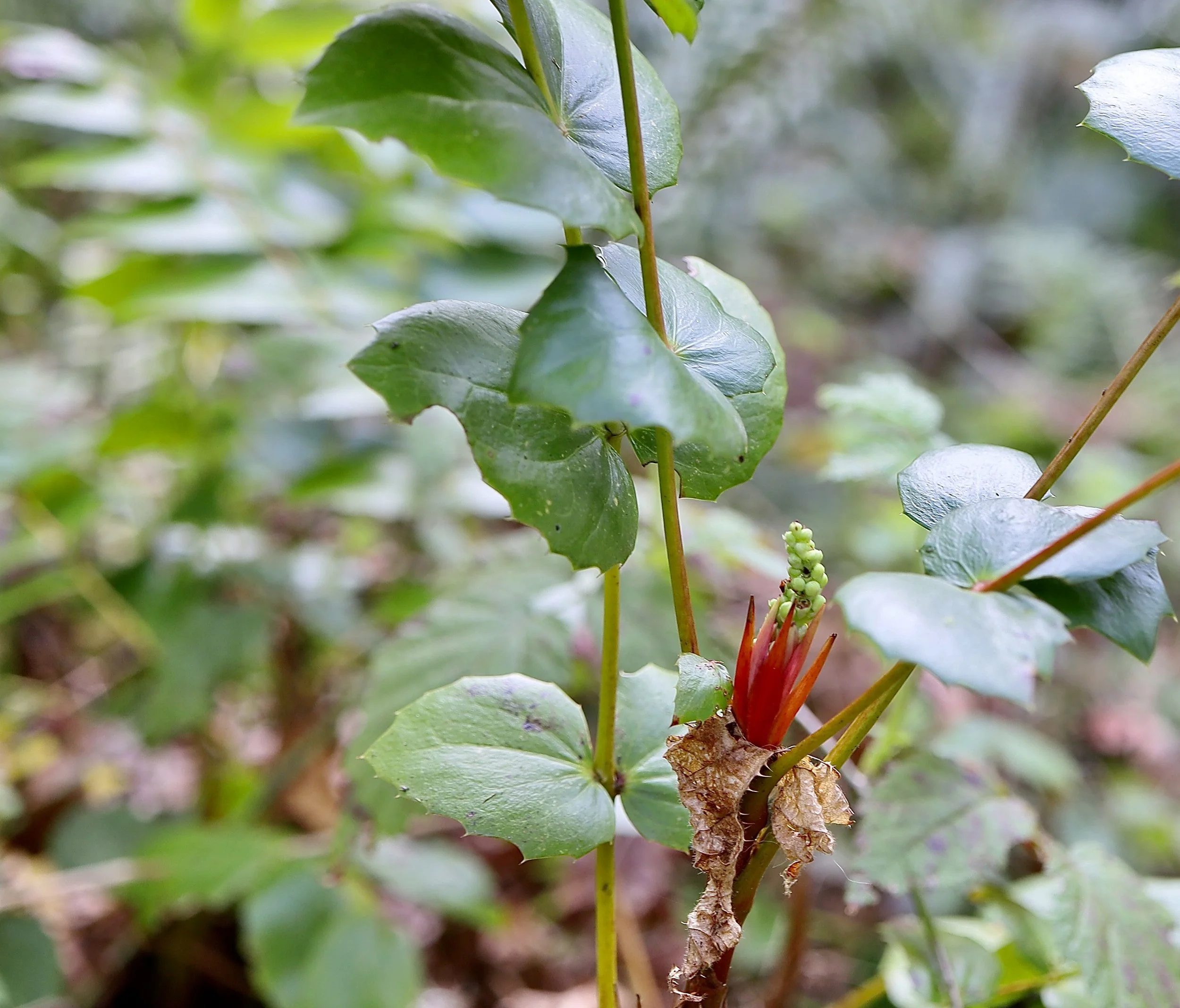 Young plant about to flower