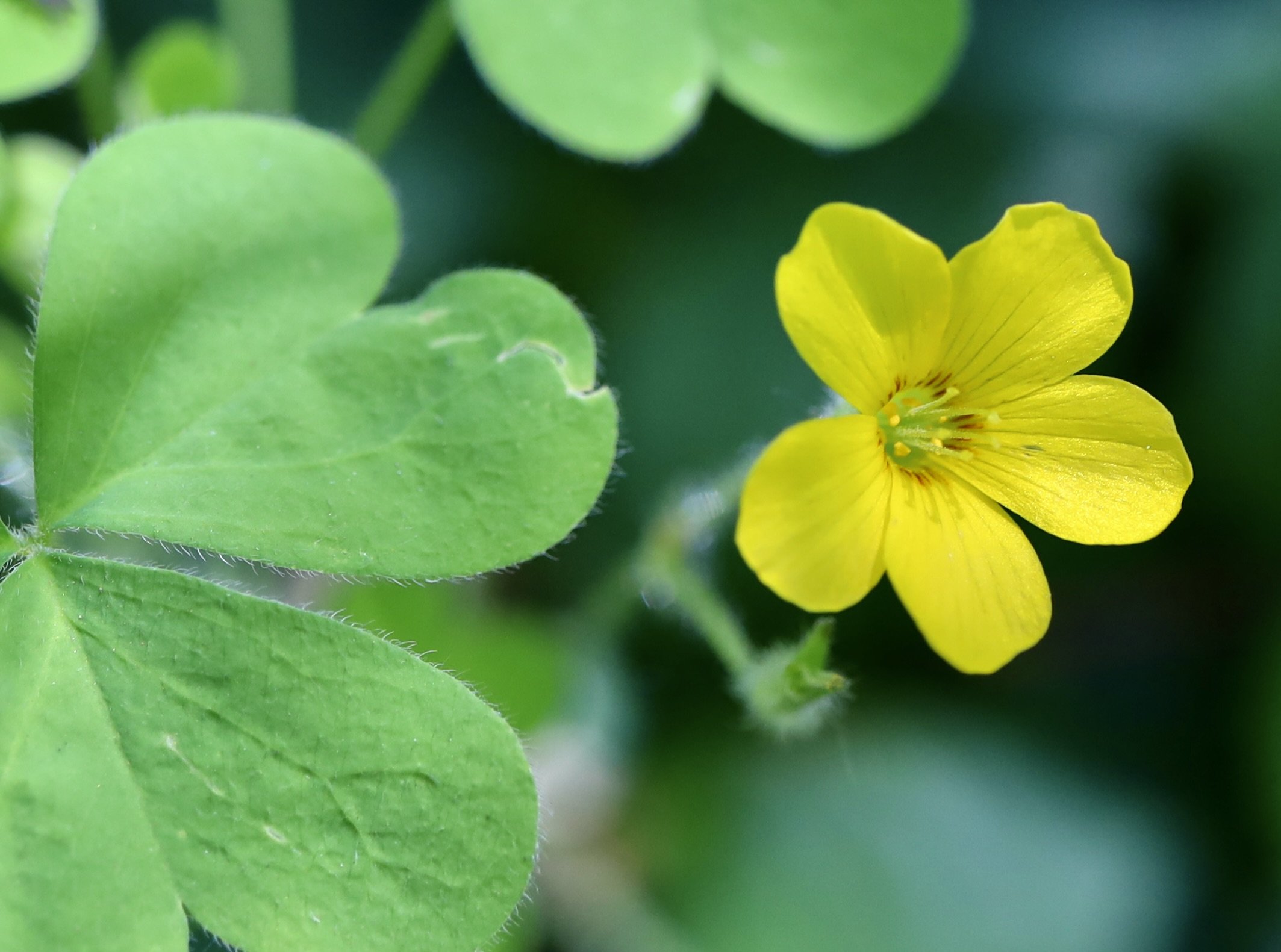 western yellow sorrel 5.JPG