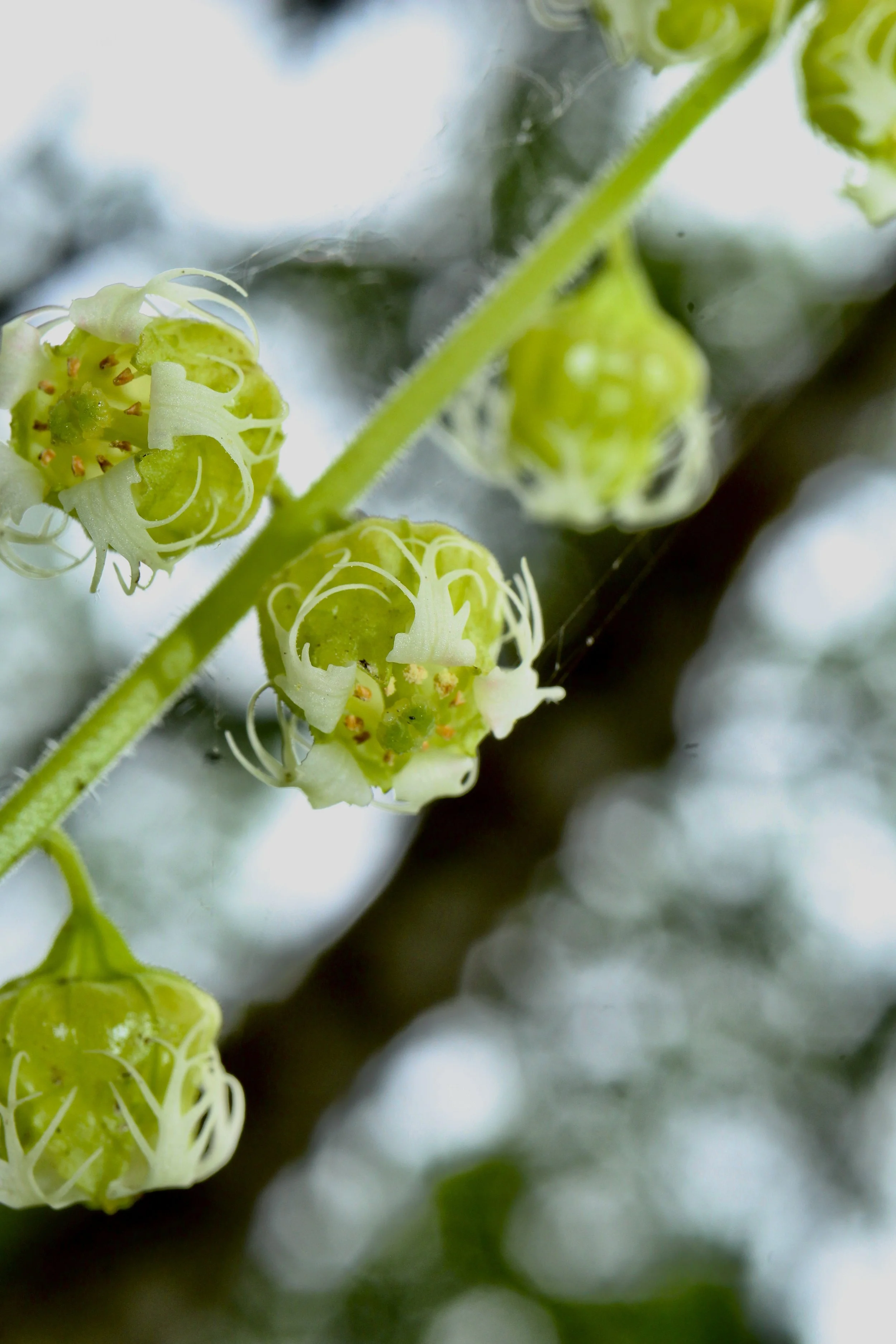Fringecup  //  Tellima grandiflora  --  Camassia Preserve  5/24/2024