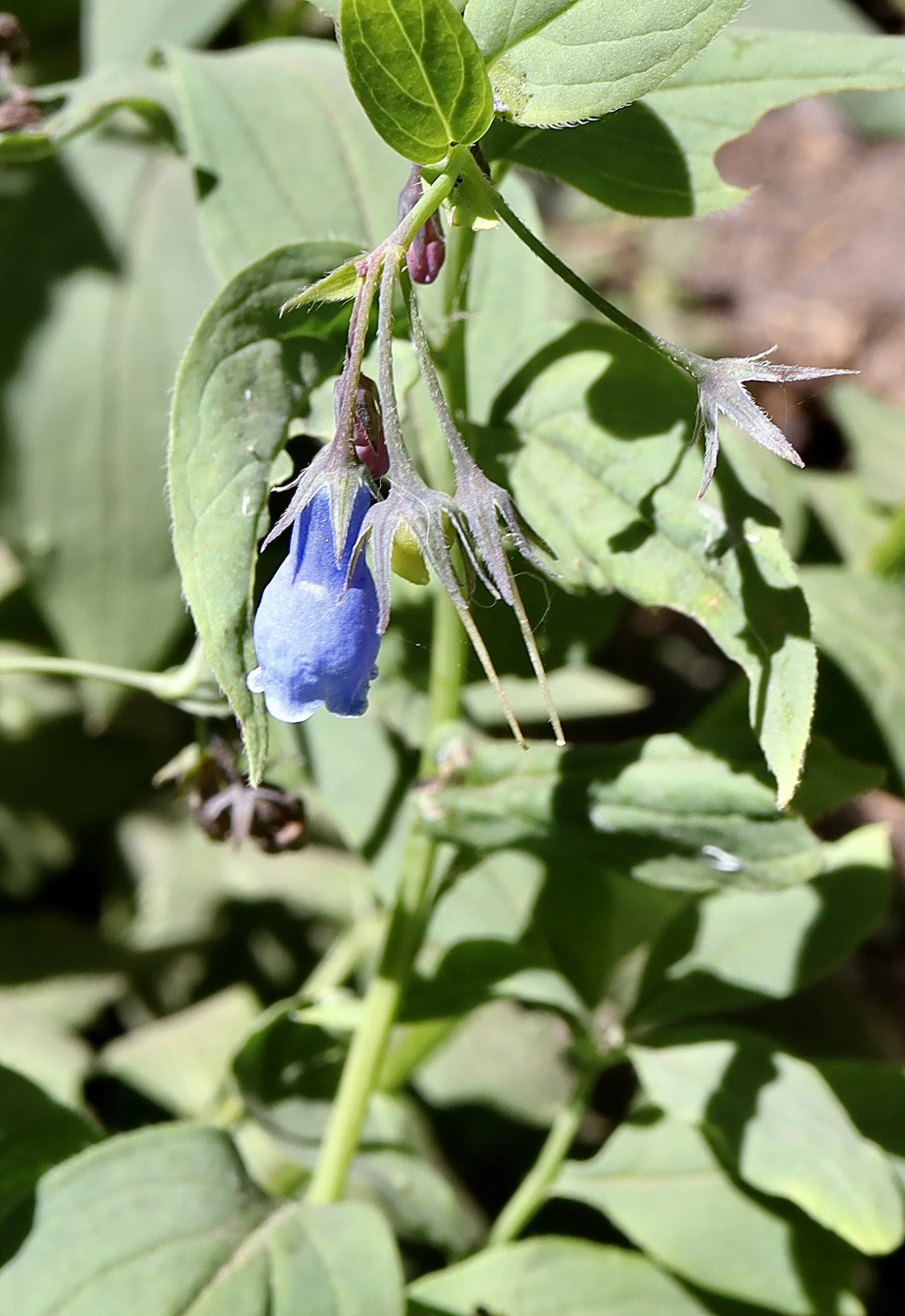 Tall Lungwort  //  Mertensia paniculata  --  Umbrella Falls trail  7/30/2026