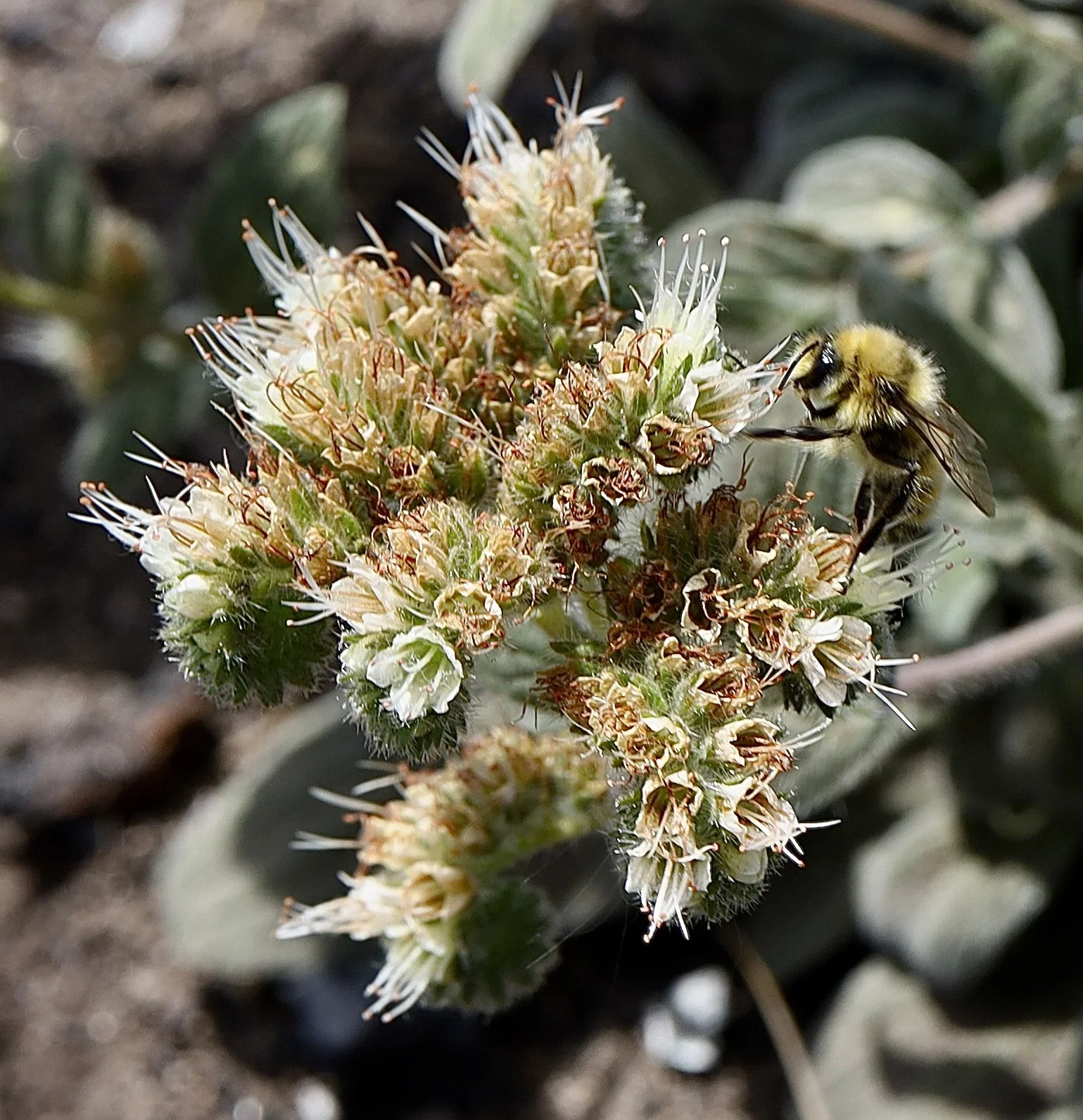 Don't miss the bee. Crofton Ridge, August 26, 2026