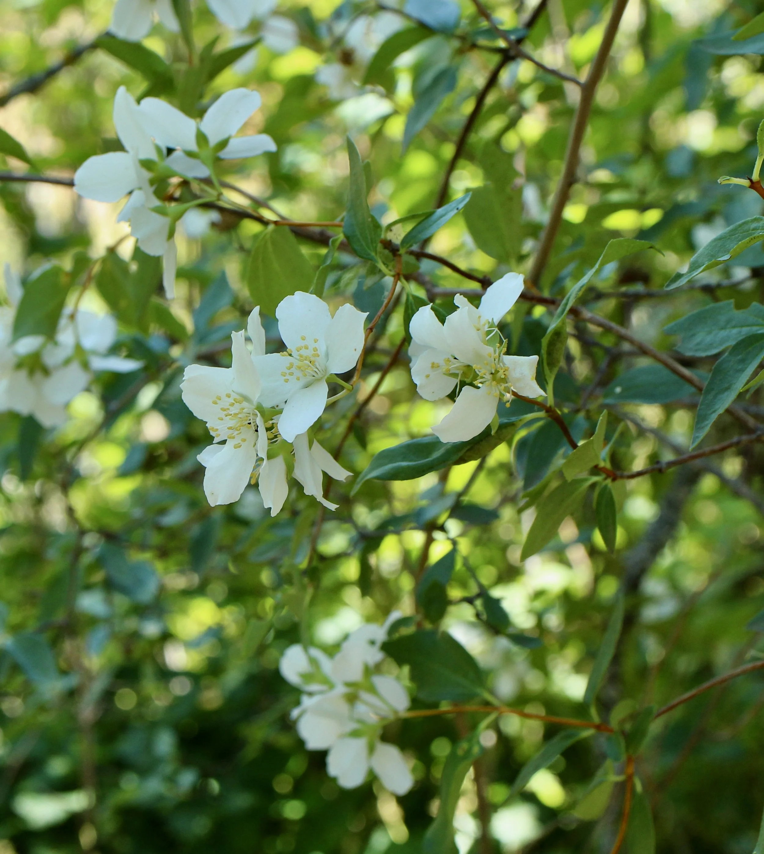 mock orange 6.JPG