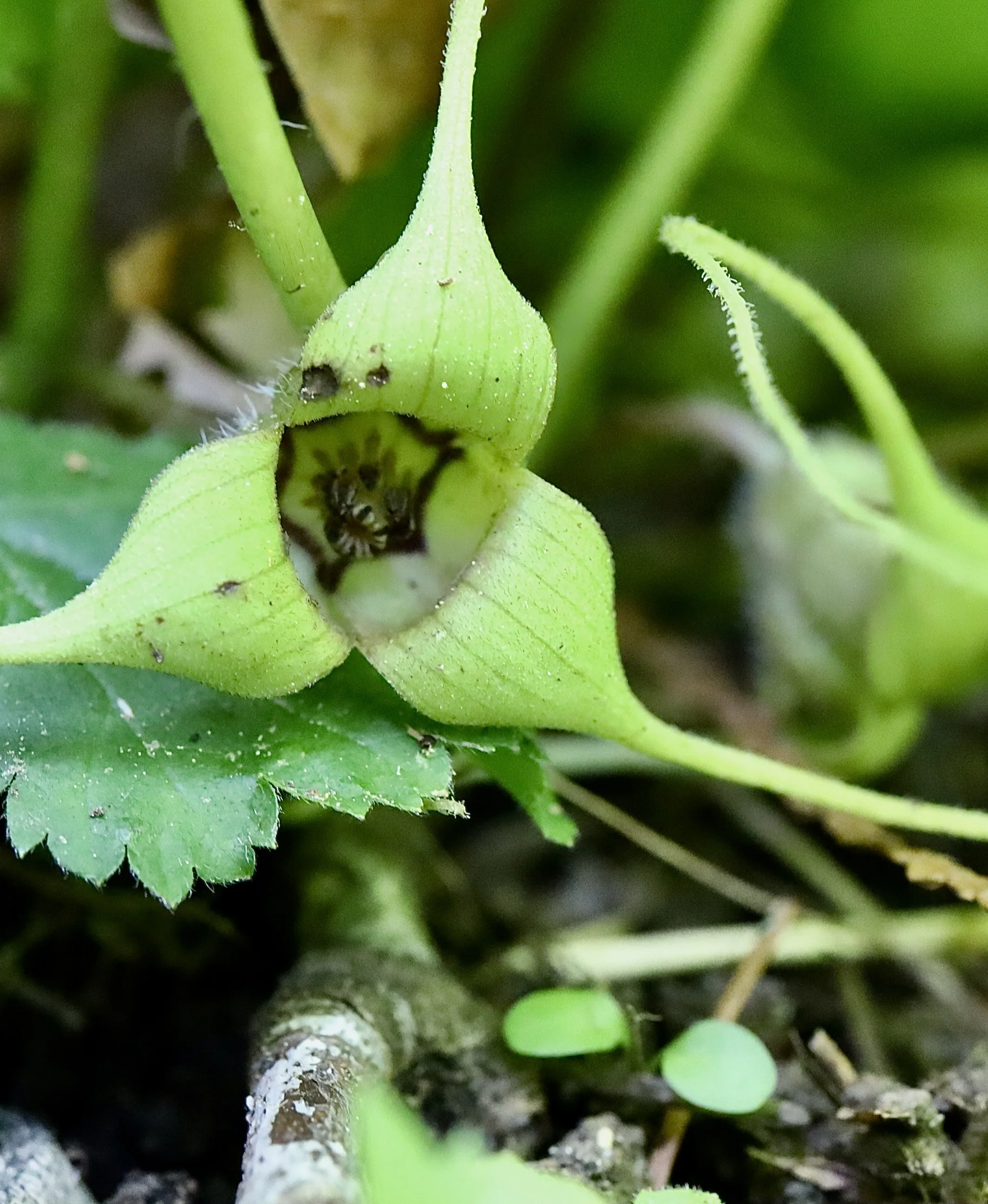 Occasionally the flower is greenish yellow