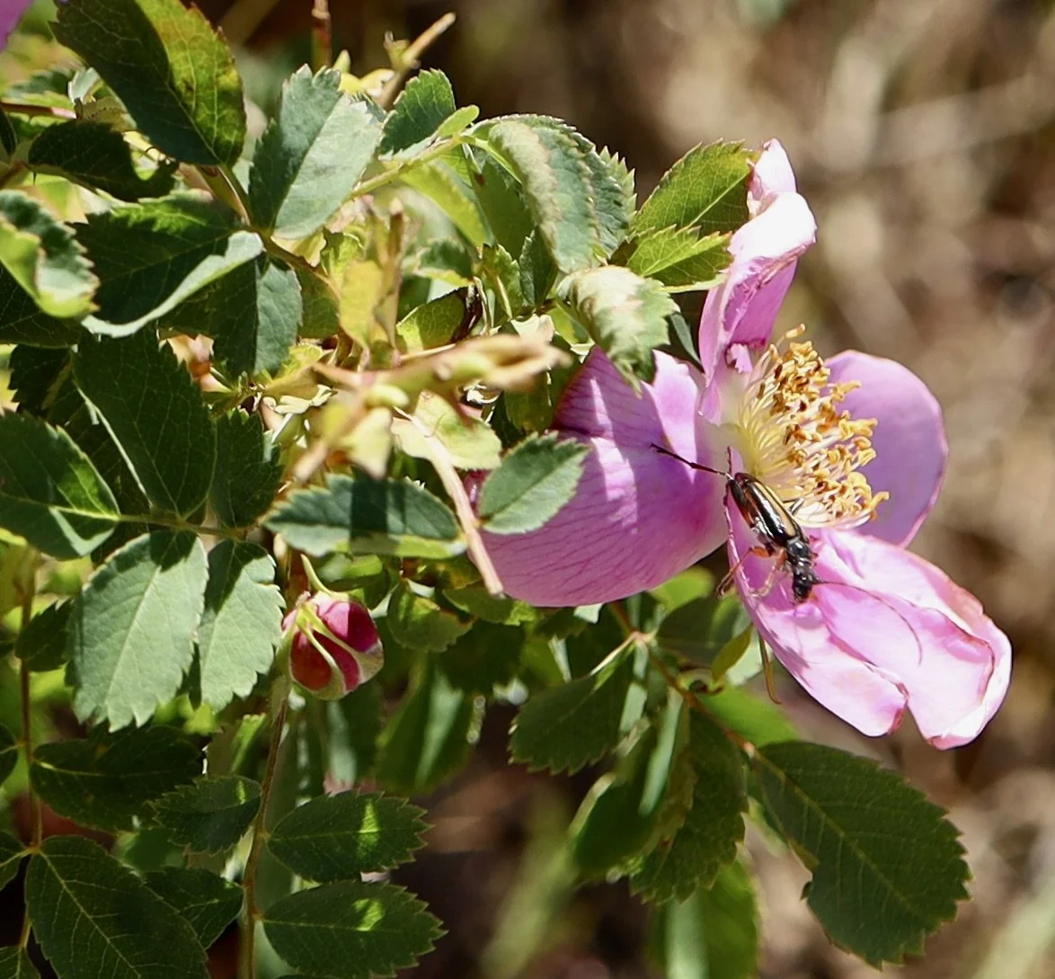 wood rose 6.JPG