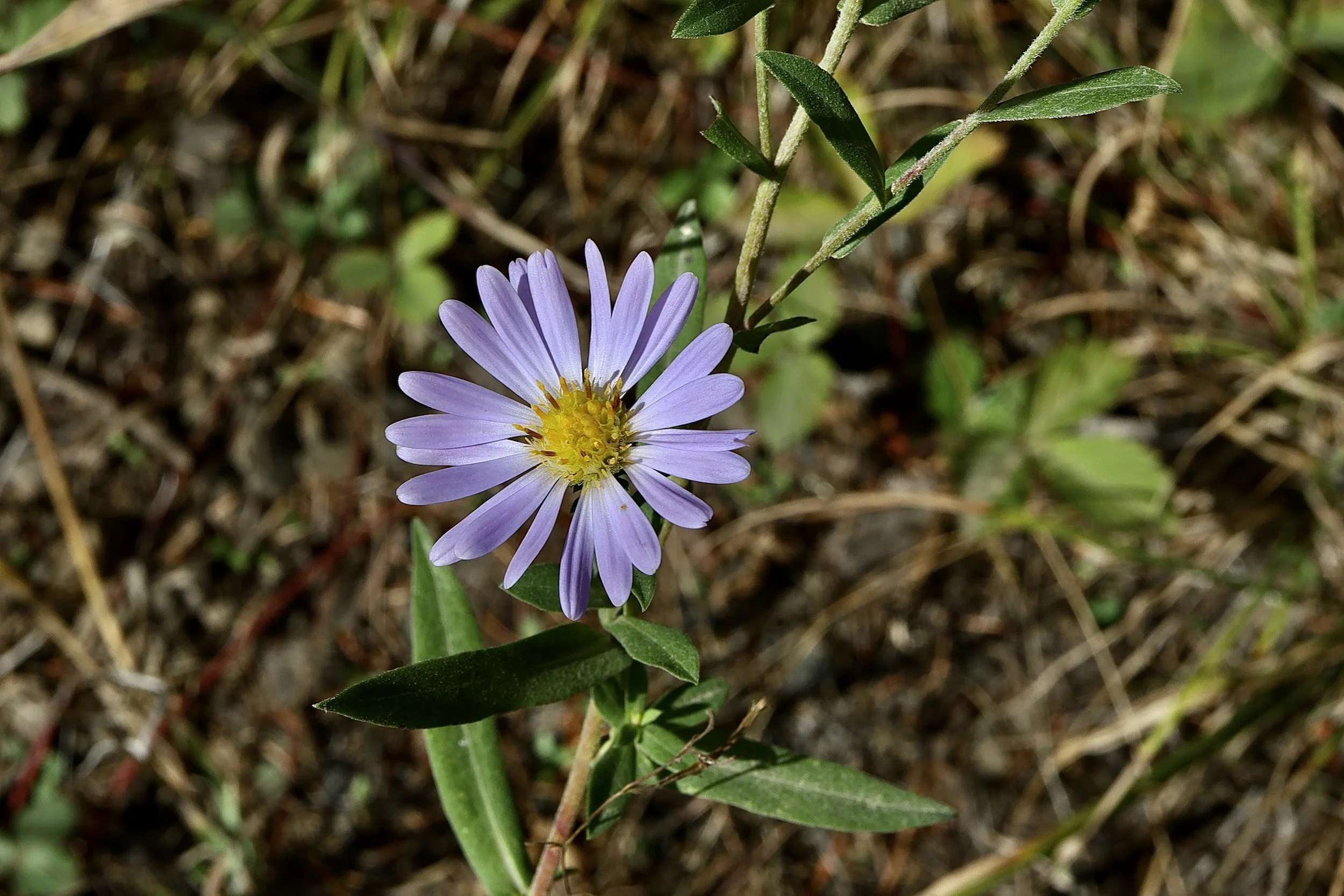 Western Mountain Aster  //  Symphyotrichum spathulatum  --  Gibson Prairie trail  9.17.2026