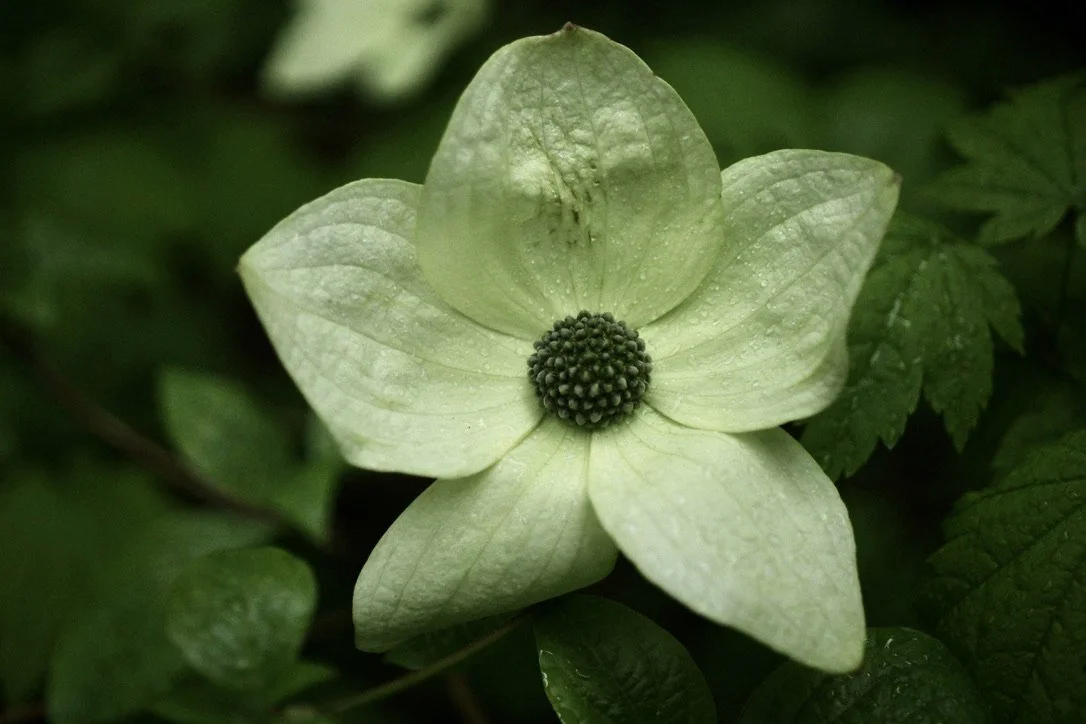 Dogwood  //  Cornys nuttallii