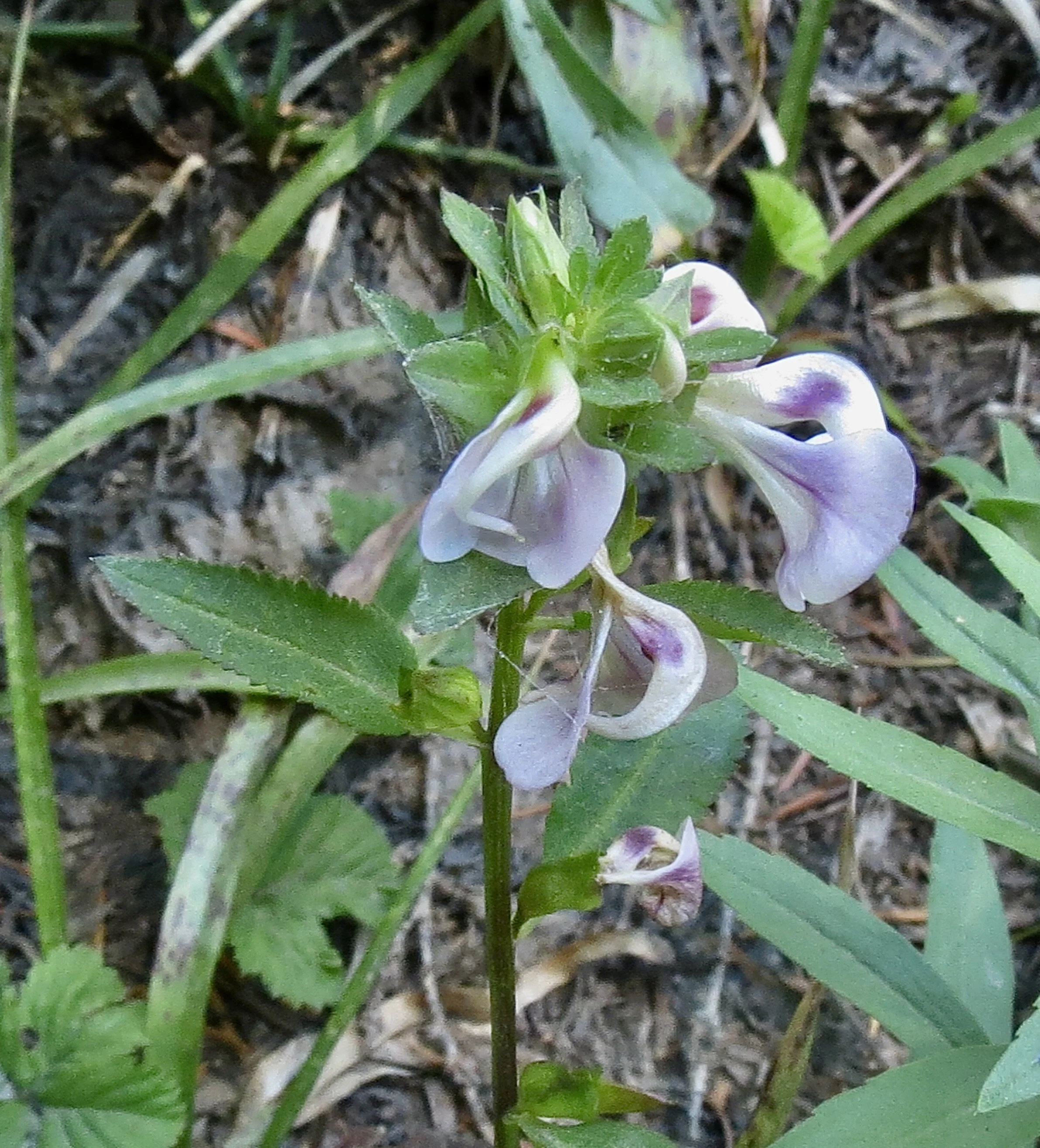 Photo from hike on Pacific Crest Trail to Indian Racetrack, 7/22/2026.