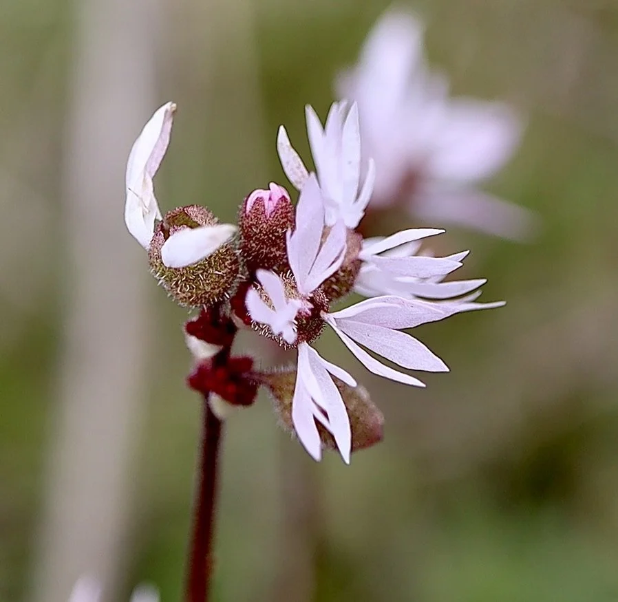 Bulbiferous Prairie Star  //  Lithophragma glabrum  --  Catherine Creek 3/31/2025