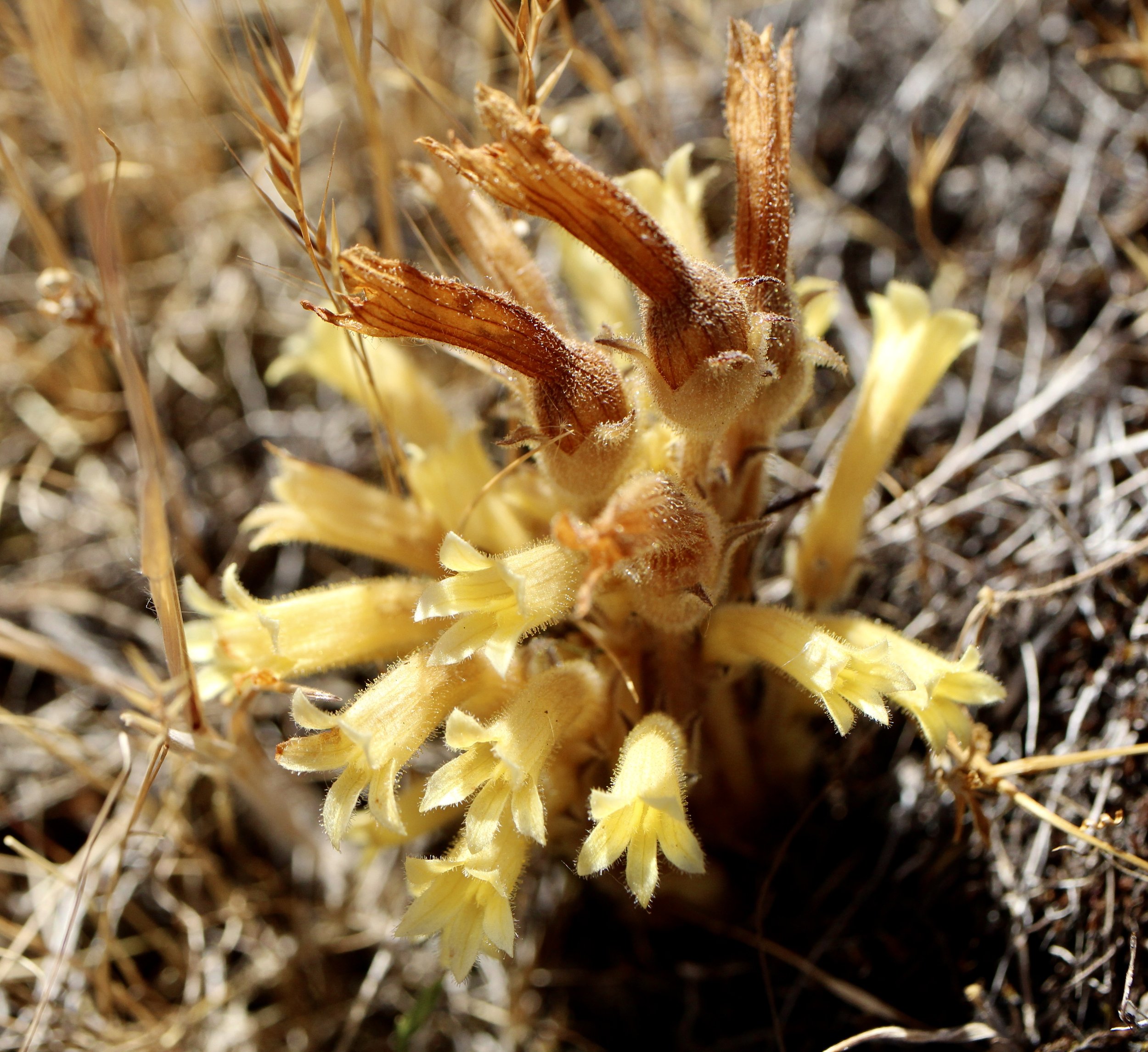 Clustered Broomrape  //  Orobanche fasciculata  --  Horsethief Butte 6/1/2024