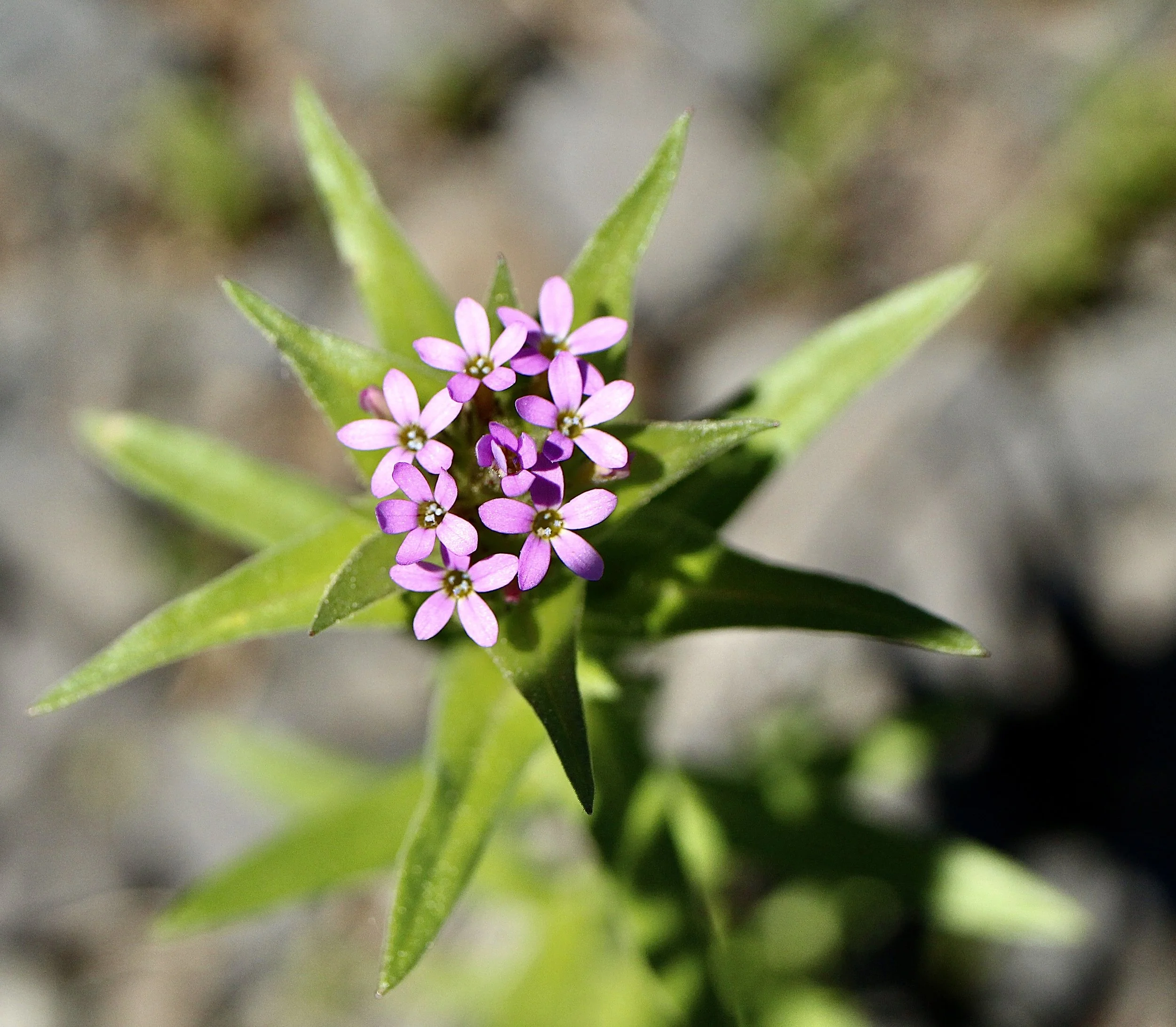 Kelly Prairie, June 24, 2022
