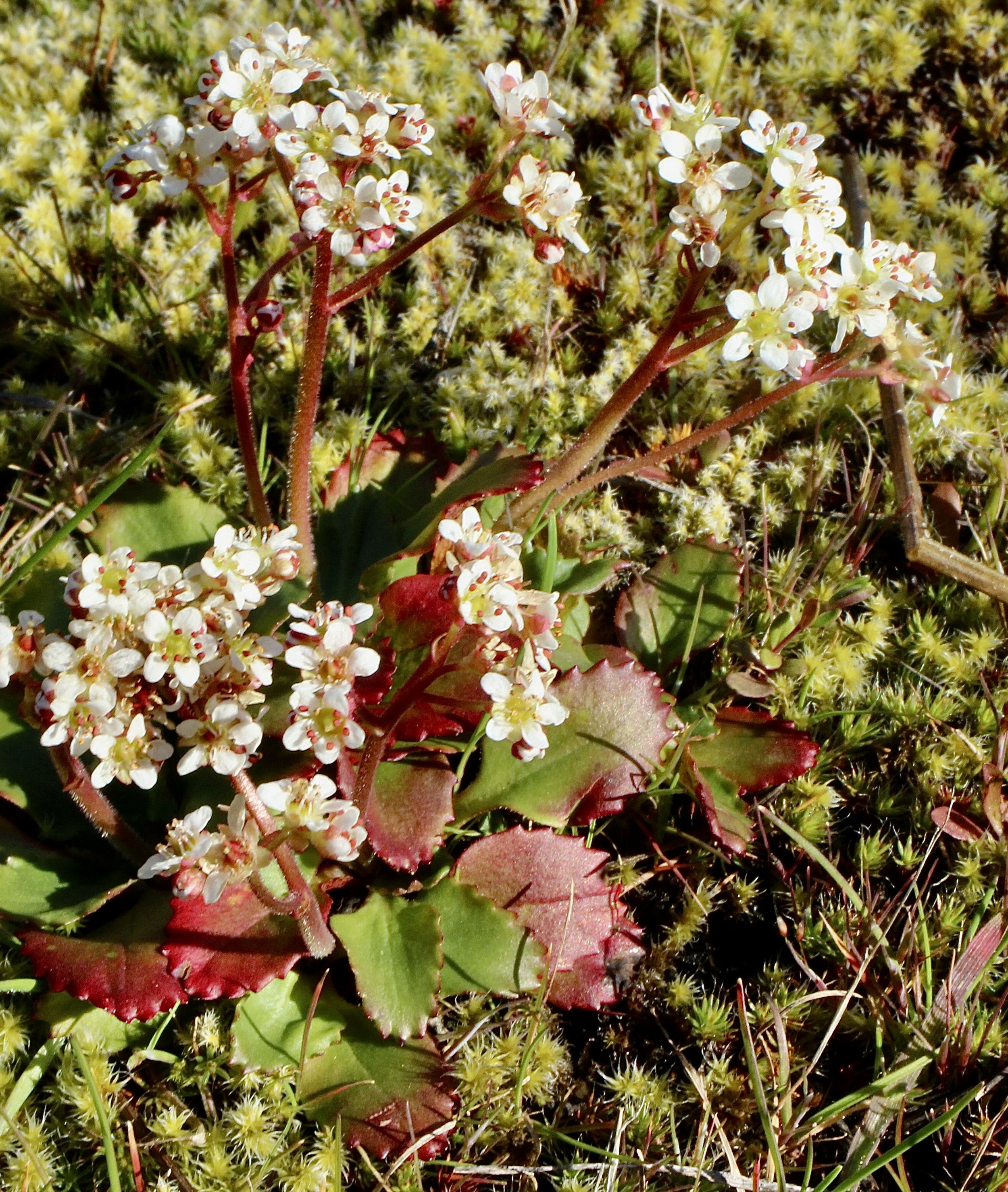 Click on this photo to return to the White Wildflowers page
