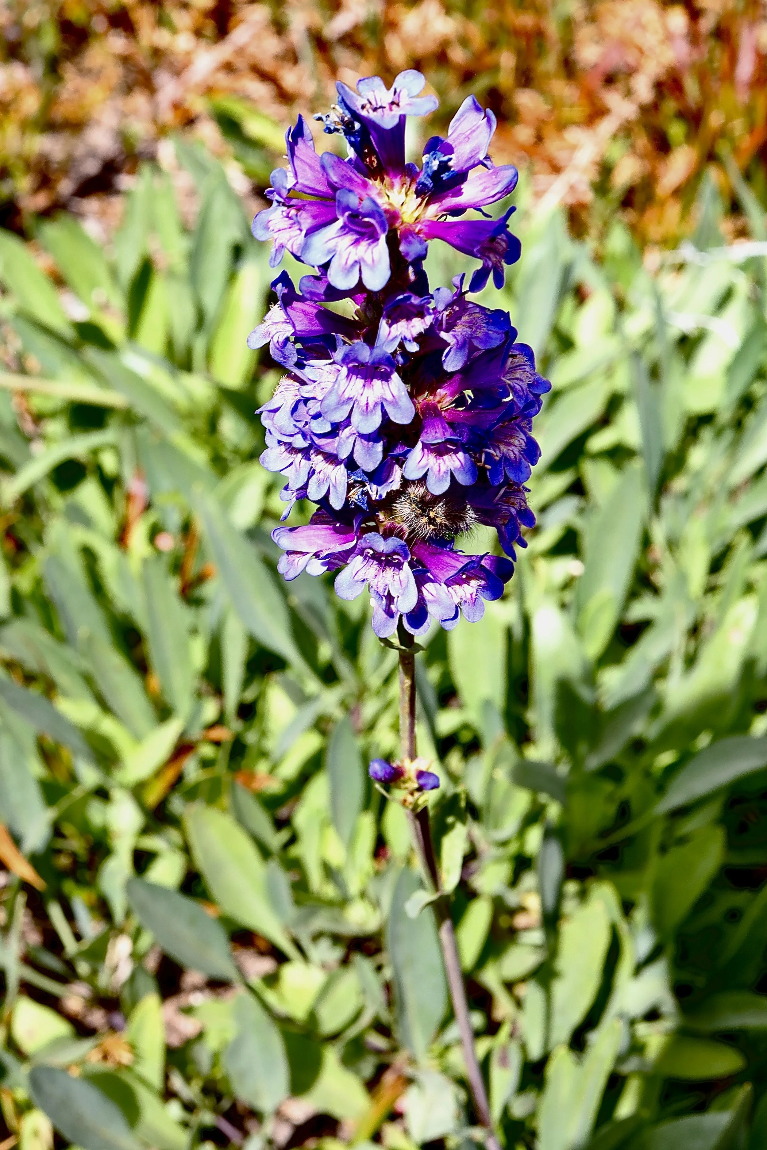 Glaucous Penstemon  //  Penstemon euglaucus  --  Bird Creek Meadows  8/12/2026