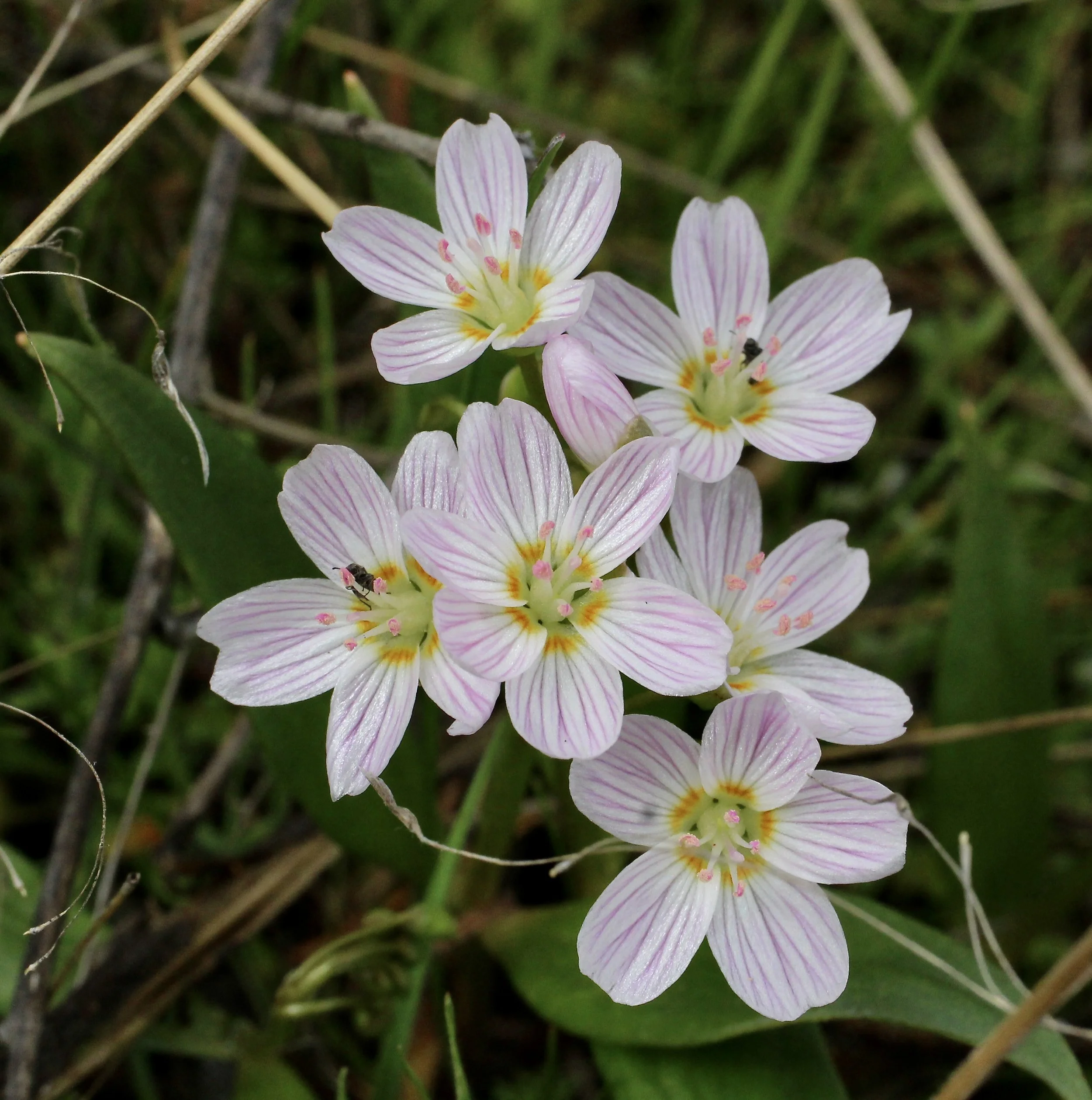 Lanceleaf Spring Beauty  //  Claytonia lanceolata  --  Patty's Trai 7/17/2021
