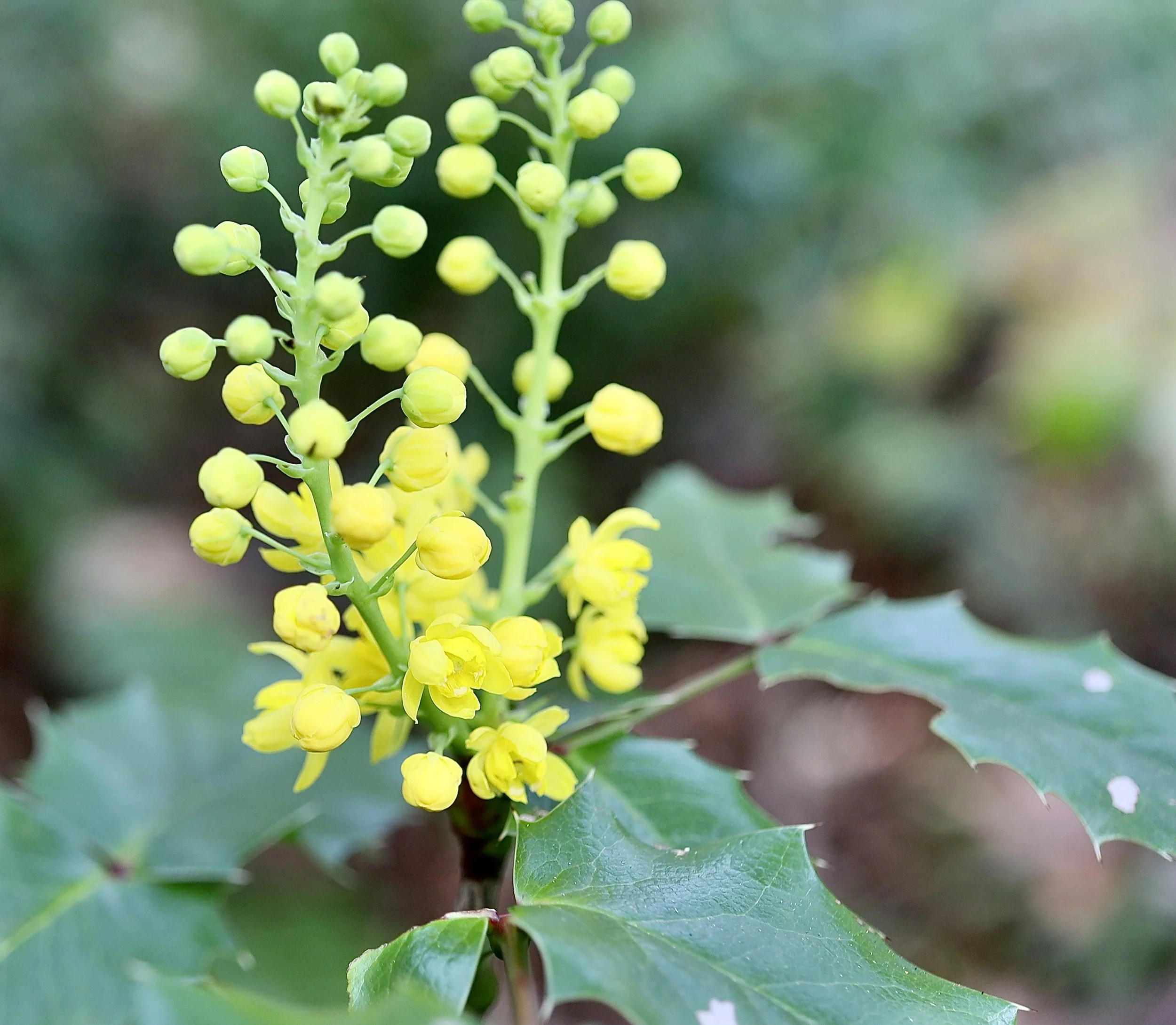 Notice the very sharp-toothed leaves