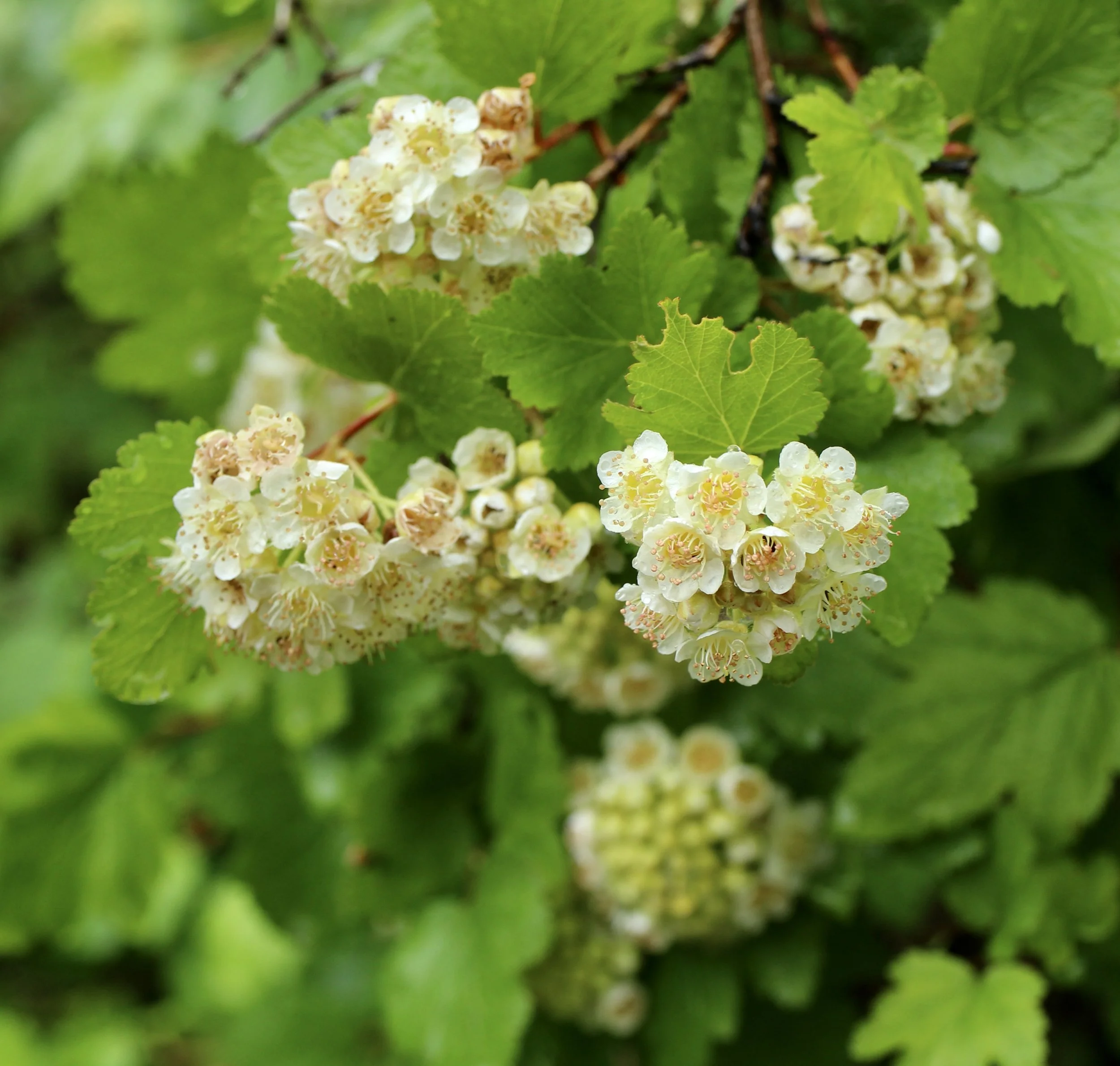 Click on this photo to return to the Shrubs and Small Trees page