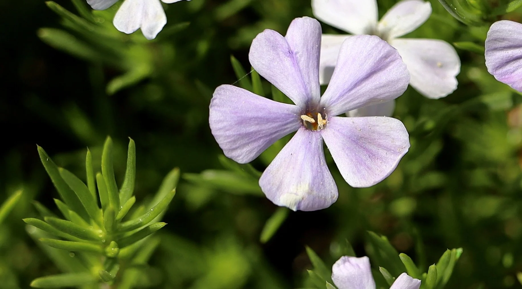 Click on this photo to return to the Red/Pink Wildflowers page