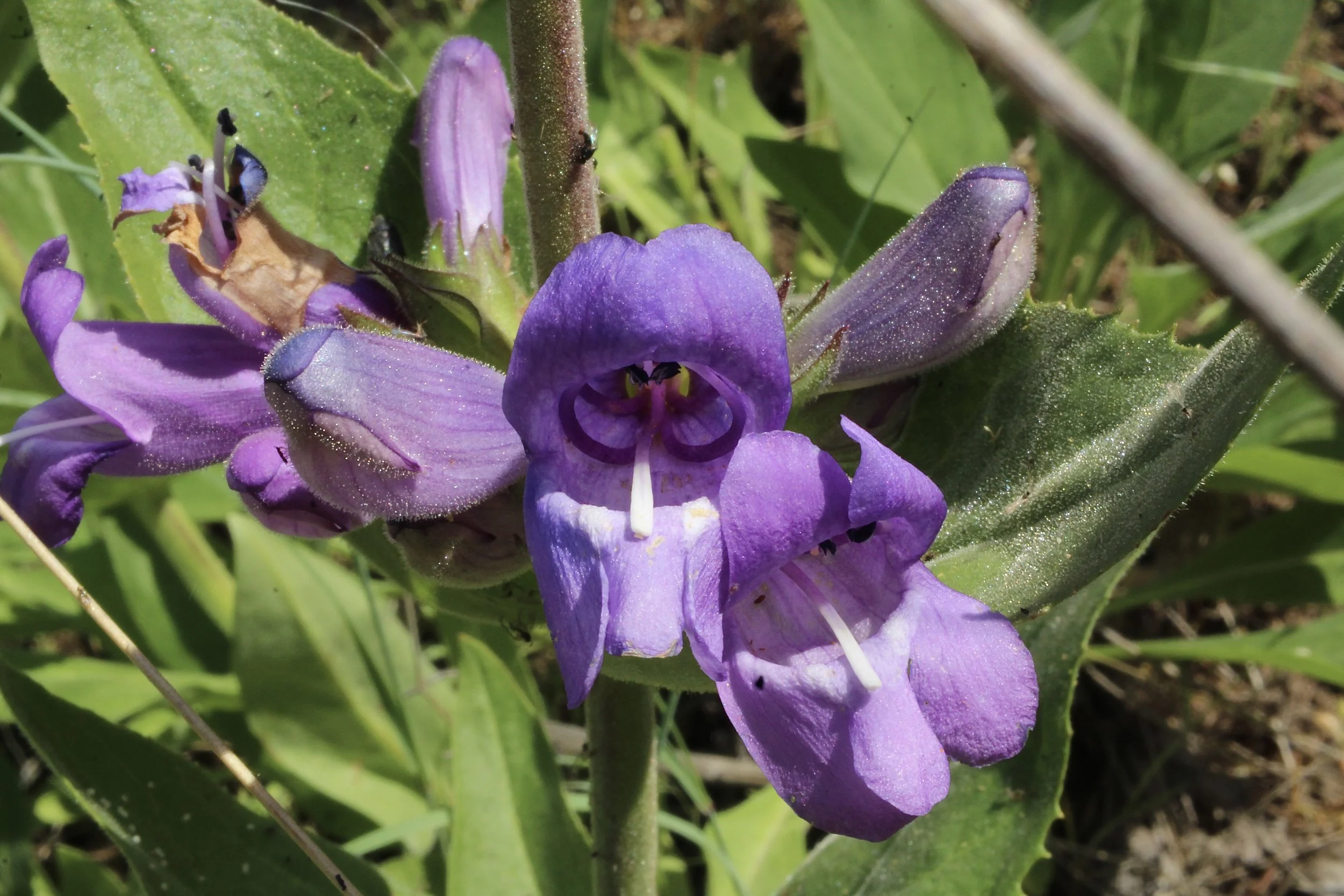 stickystem penstemon 2.JPG