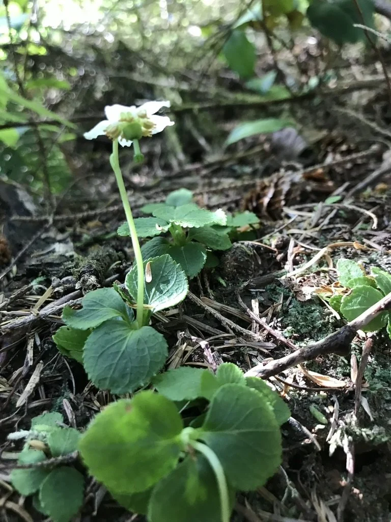 One Flowered Wintergreen  //  Moneses uniflora  --  Indian Beach Trail 7/28/2021