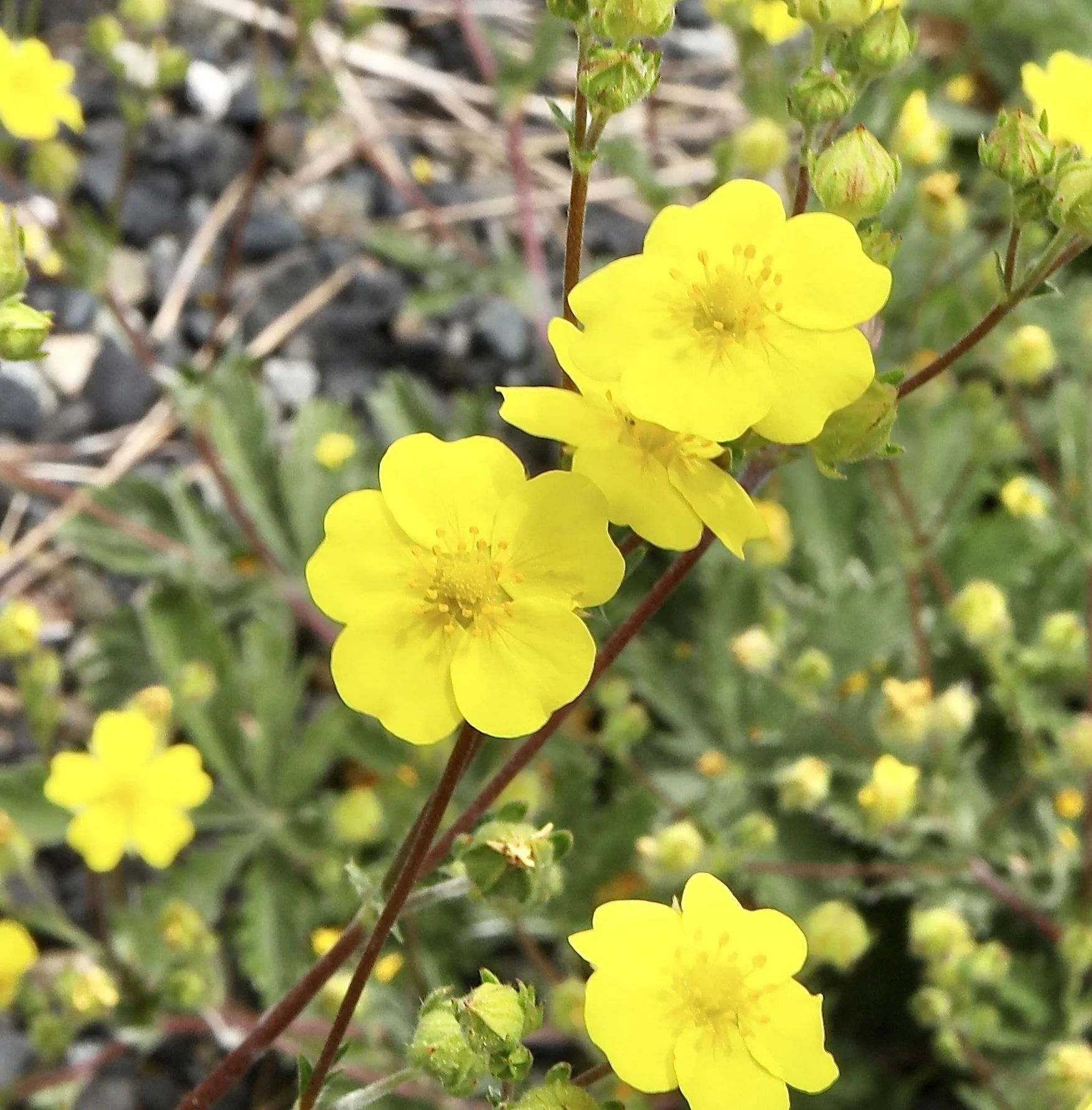 couple of flowers on stalk.jpeg