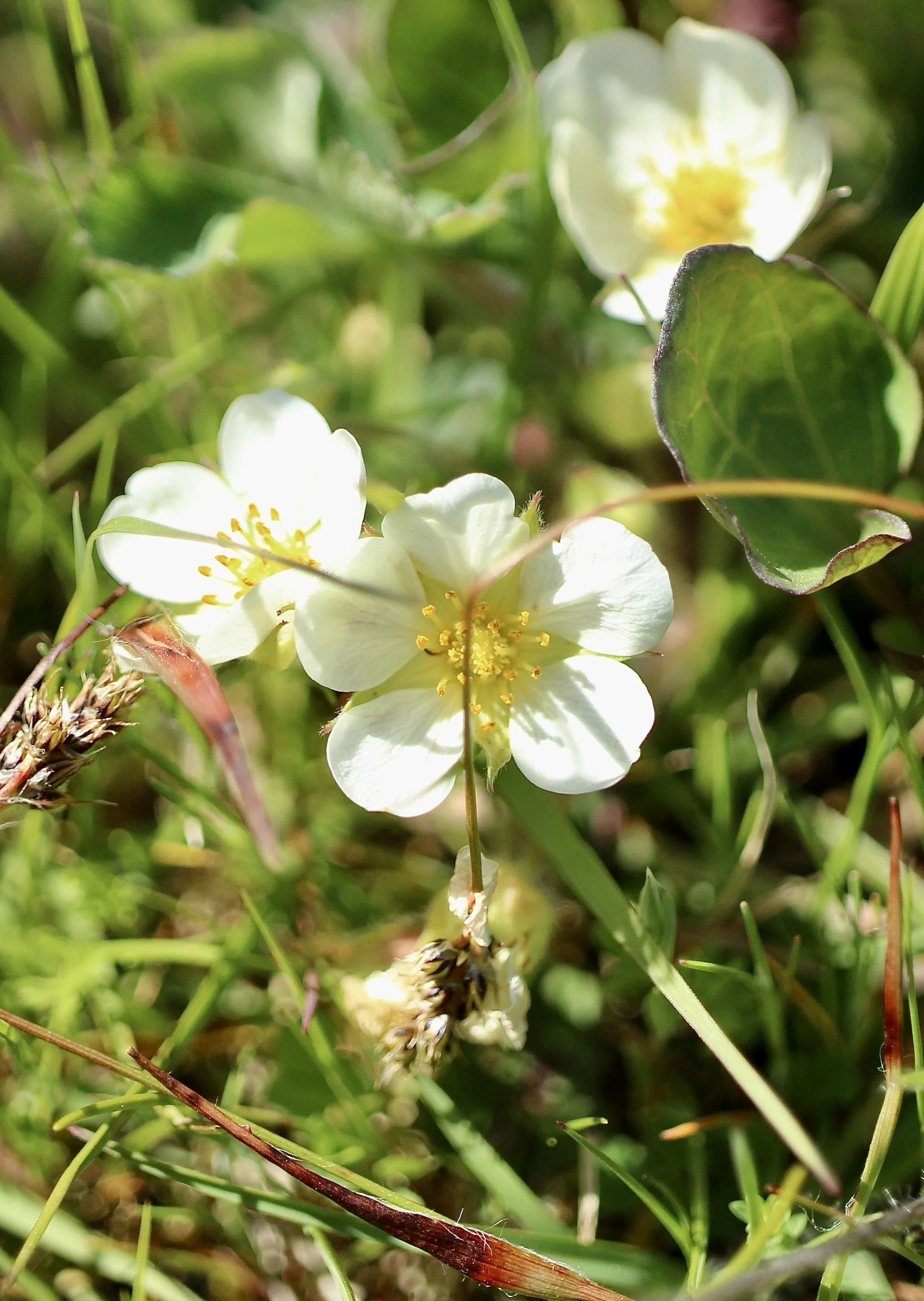 Click on this photo to return to the White Wildflowers page
