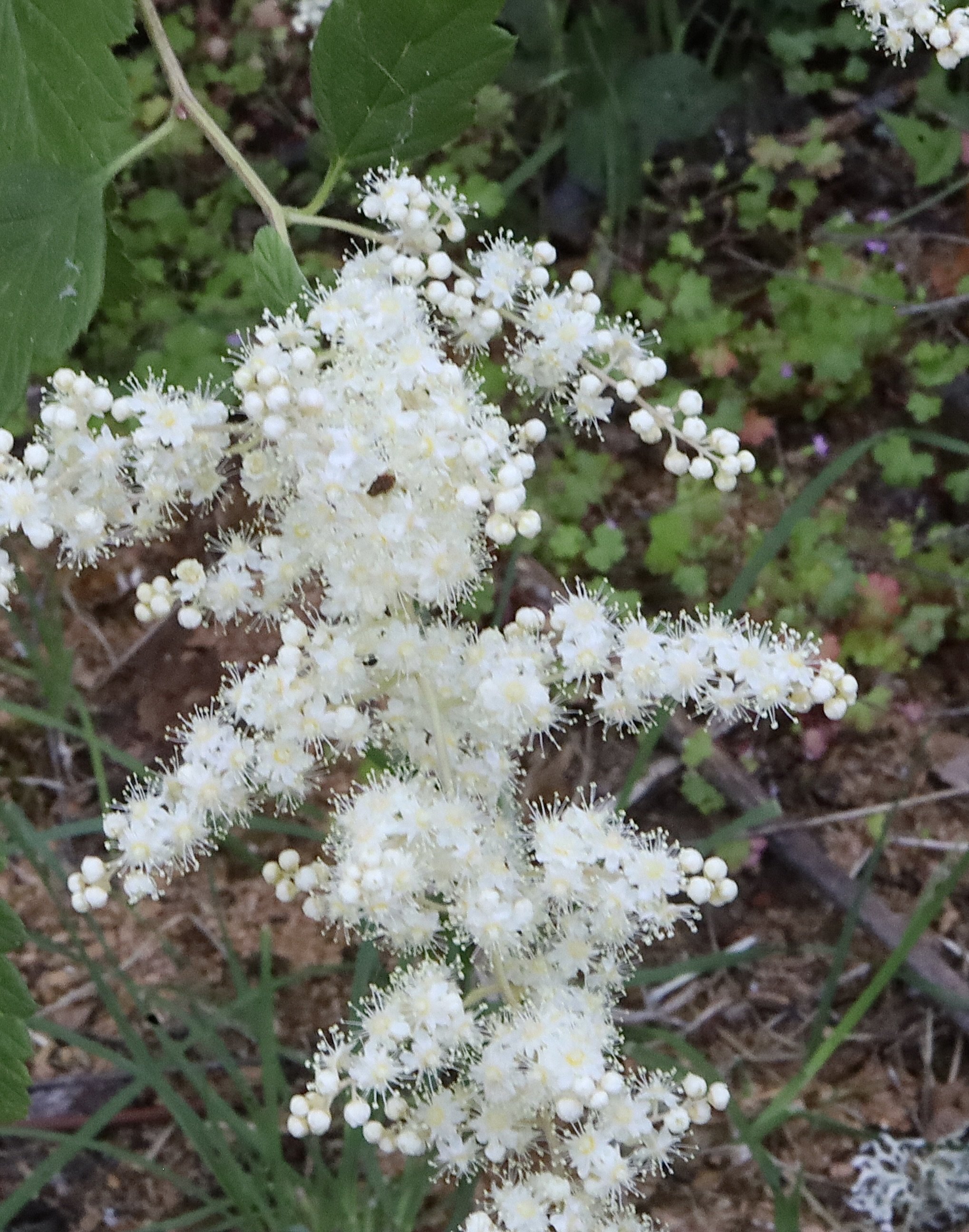 Click on this photo to return to the Shrubs and Small Trees page