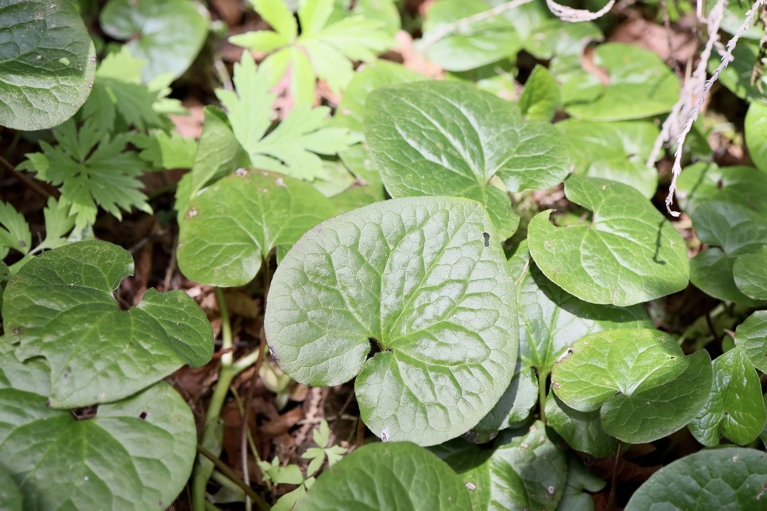 Wild Ginger leaves are heart-shaped and leathery